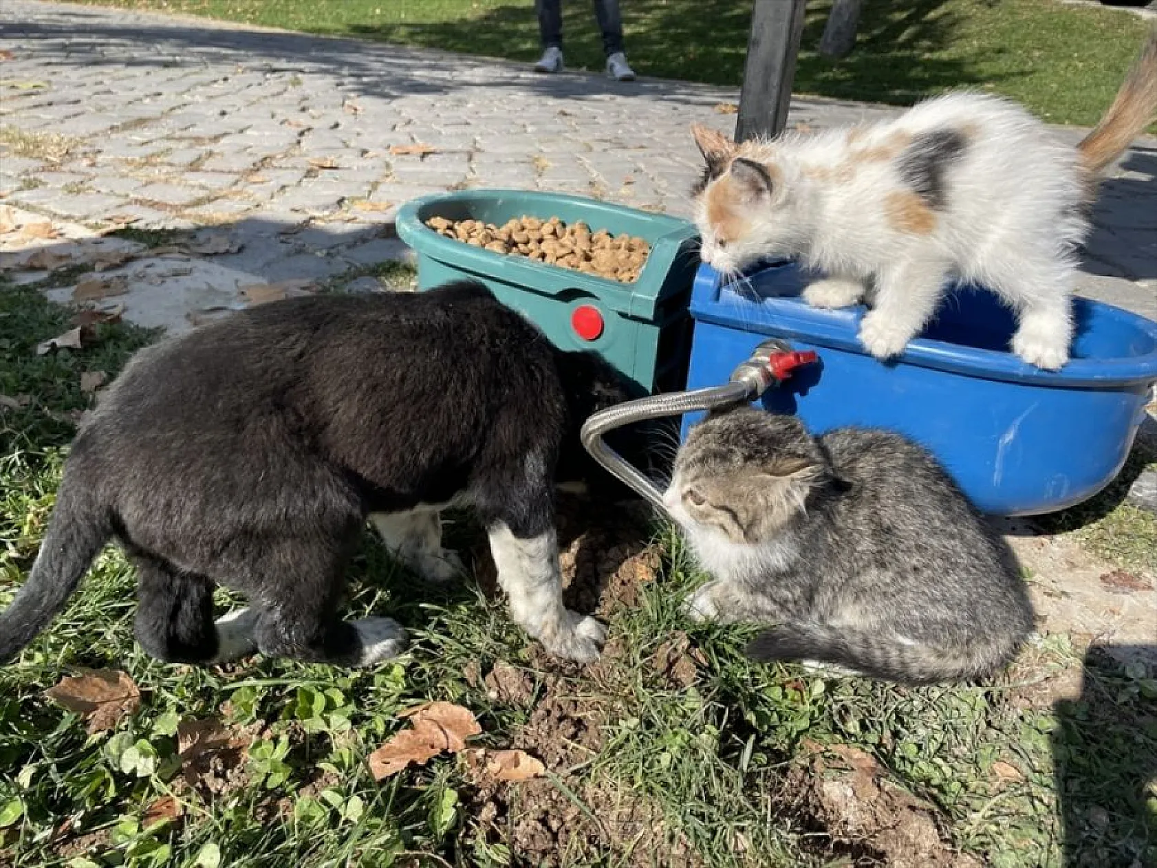 Hayvan dostu belediye sokaklardan mama ve suyu eksik etmiyor