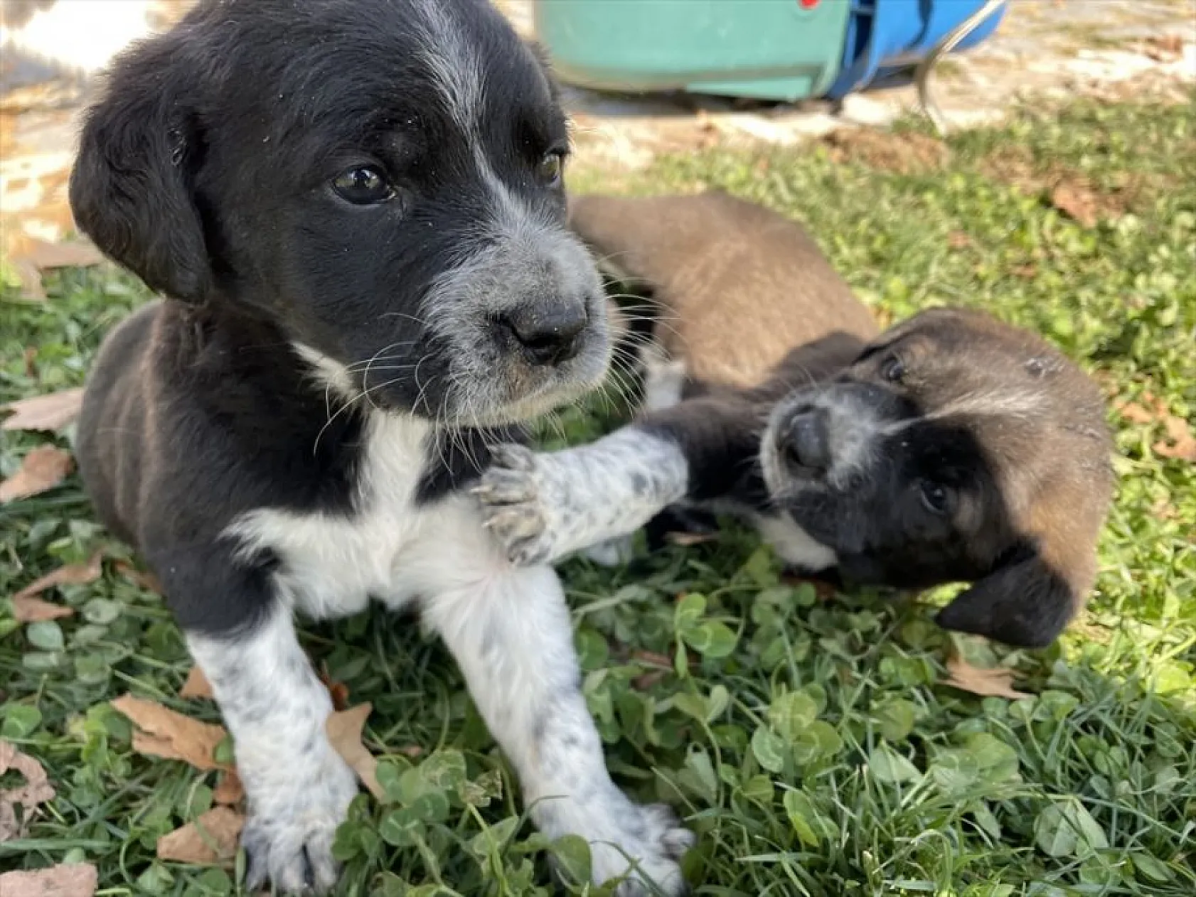 Hayvan dostu belediye sokaklardan mama ve suyu eksik etmiyor
