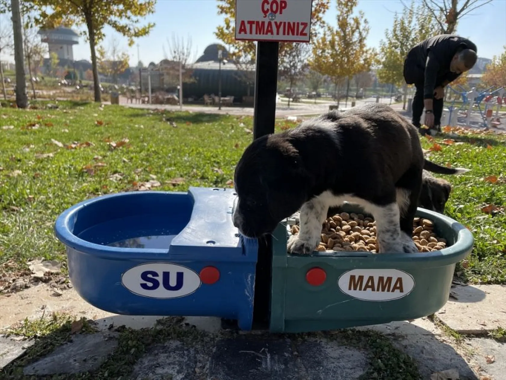 Hayvan dostu belediye sokaklardan mama ve suyu eksik etmiyor