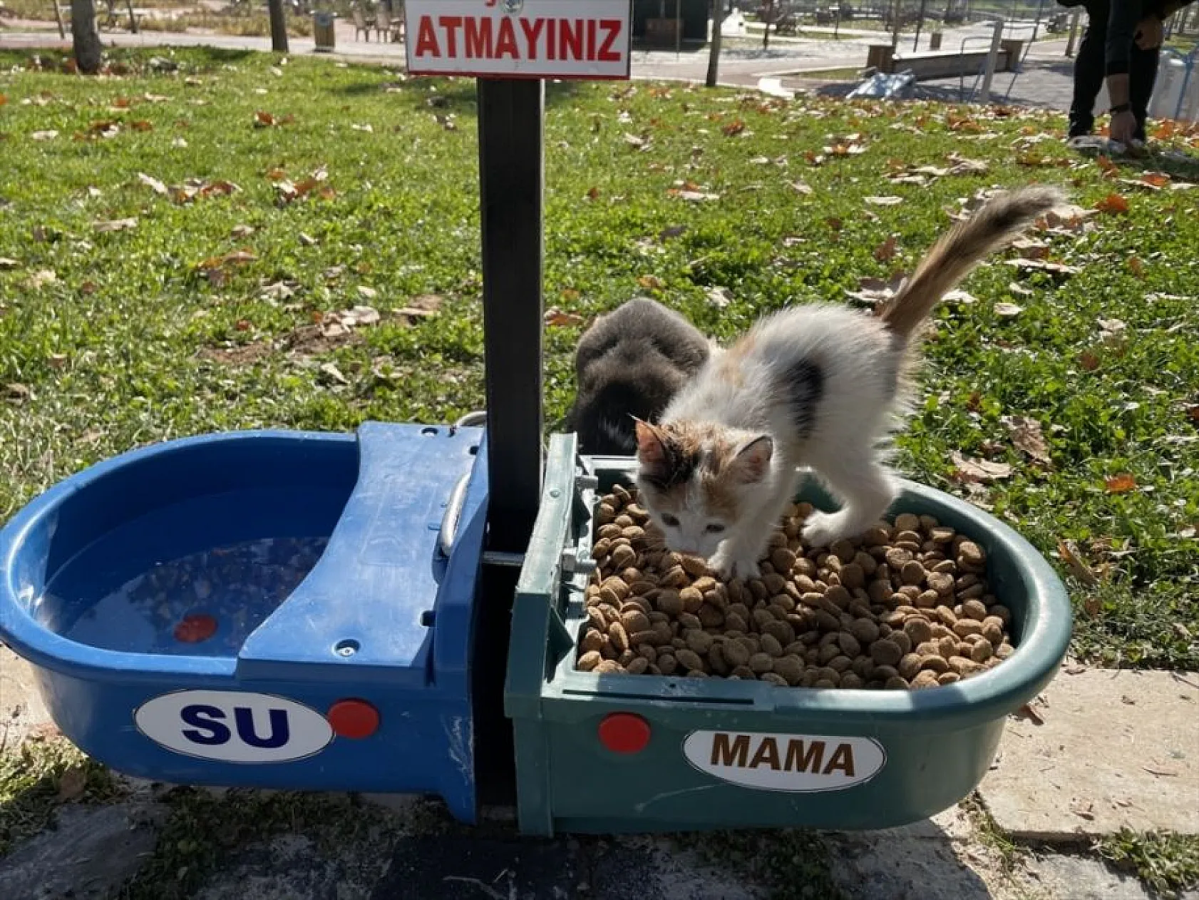 Hayvan dostu belediye sokaklardan mama ve suyu eksik etmiyor