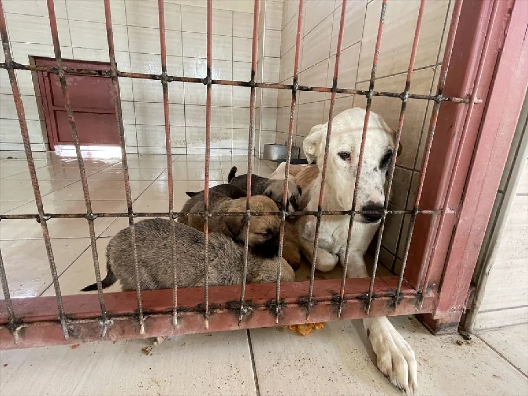 Atıl arazi 'can dostlar'ın barınağı oldu