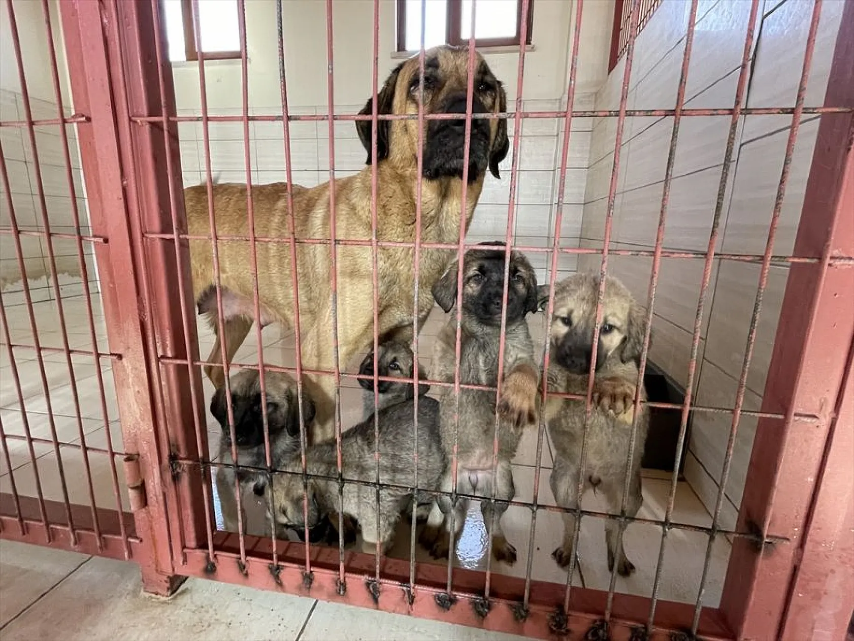 Atıl arazi 'can dostlar'ın barınağı oldu