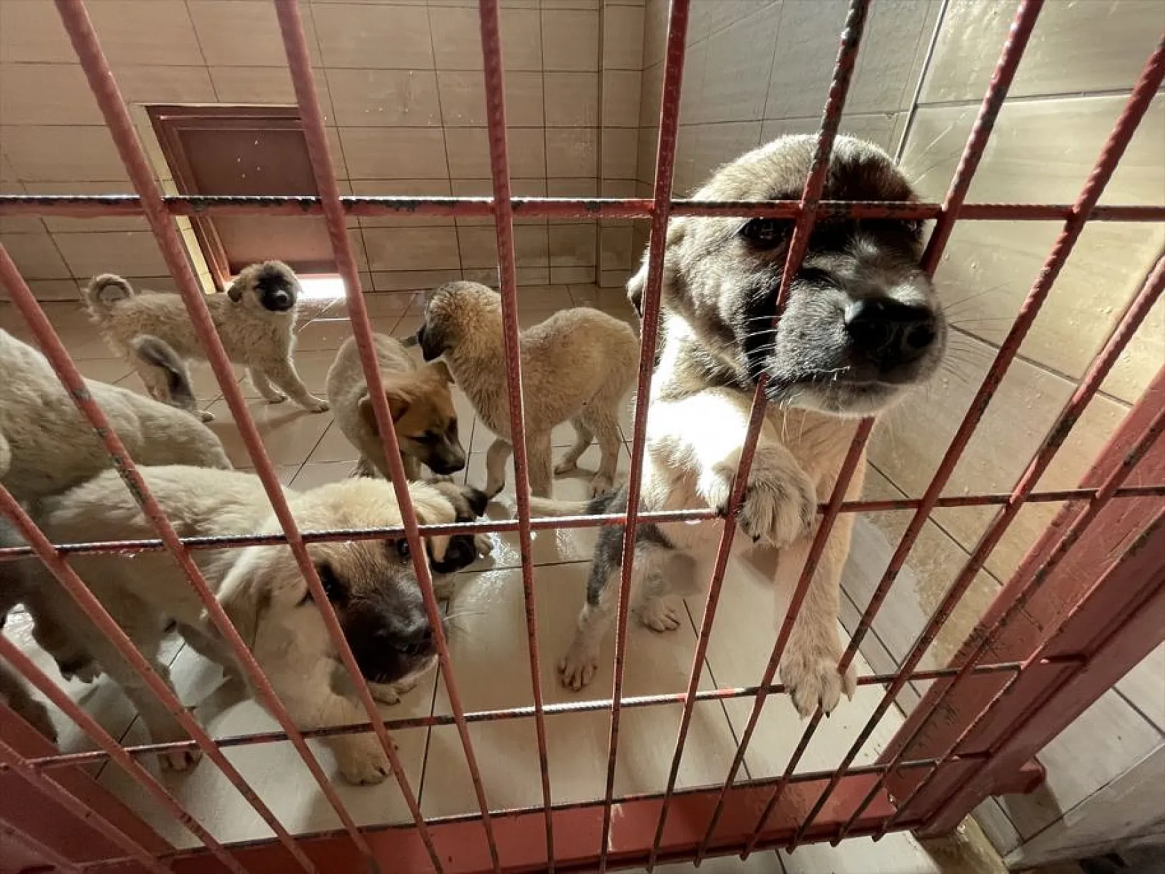 Atıl arazi 'can dostlar'ın barınağı oldu