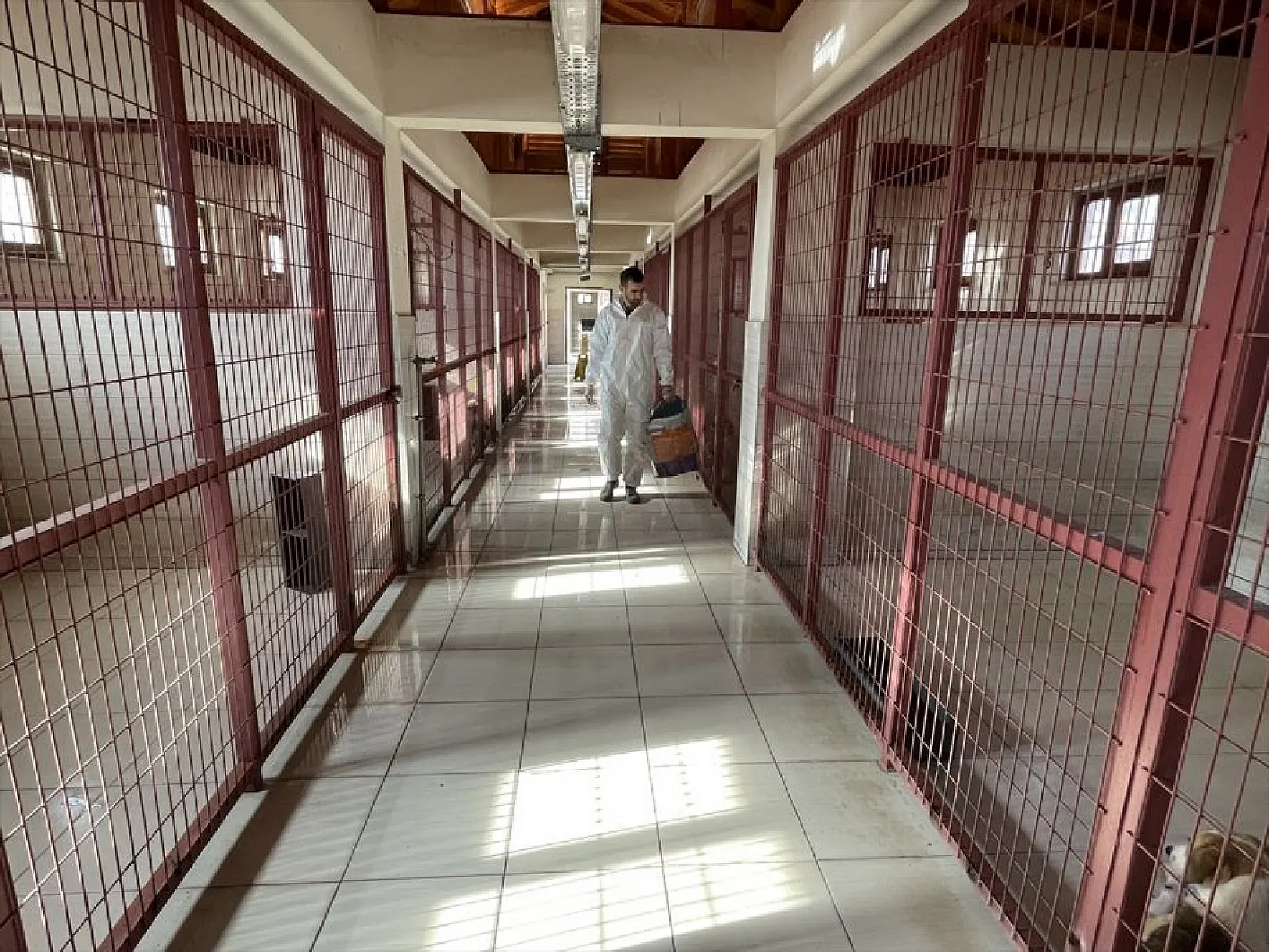 Atıl arazi 'can dostlar'ın barınağı oldu