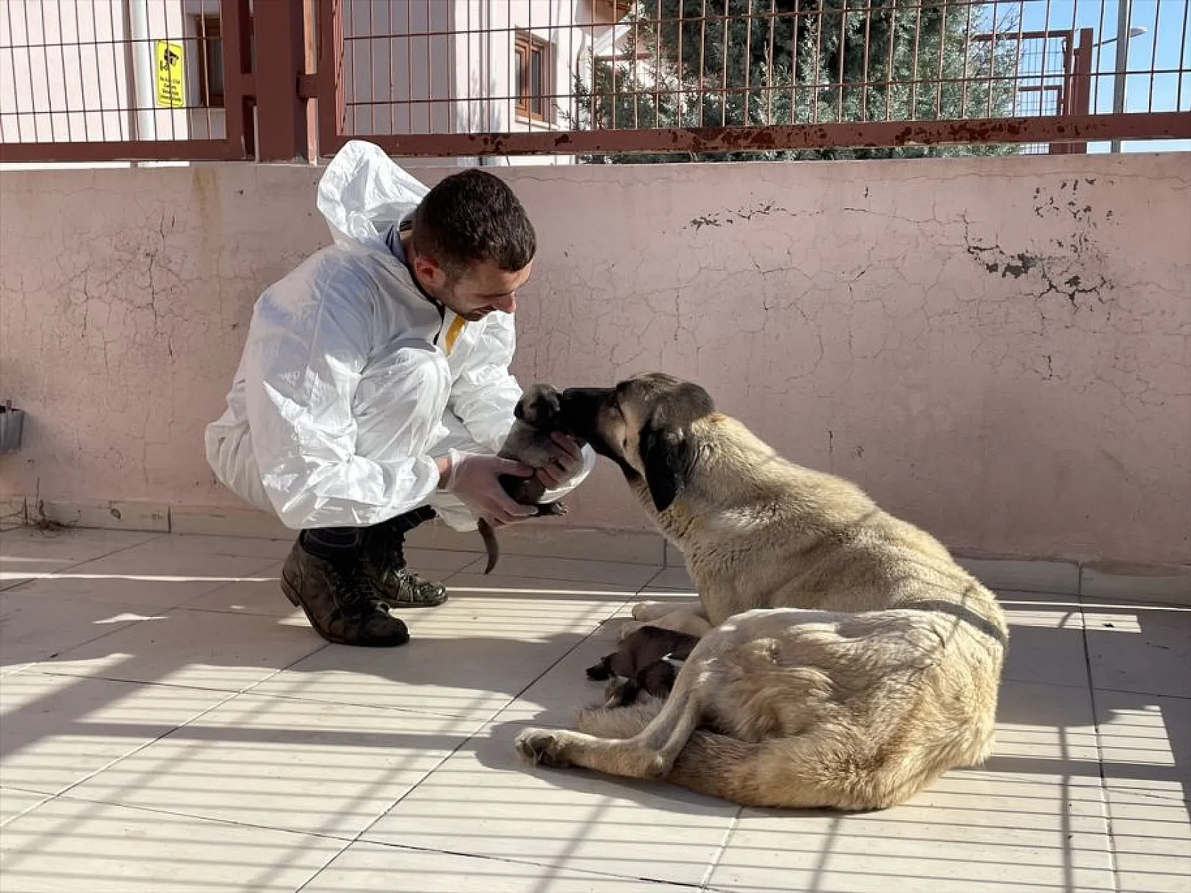 Atıl arazi 'can dostlar'ın barınağı oldu