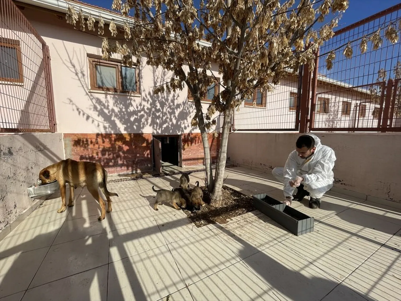 Atıl arazi 'can dostlar'ın barınağı oldu