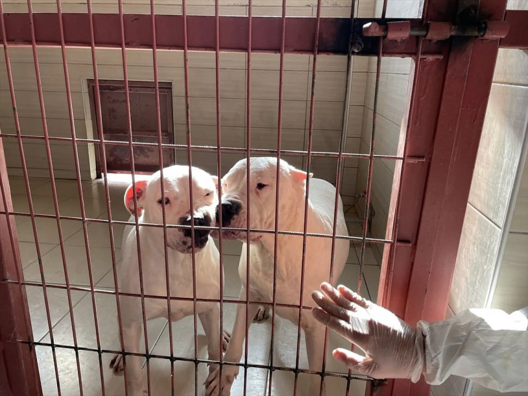 Atıl arazi 'can dostlar'ın barınağı oldu