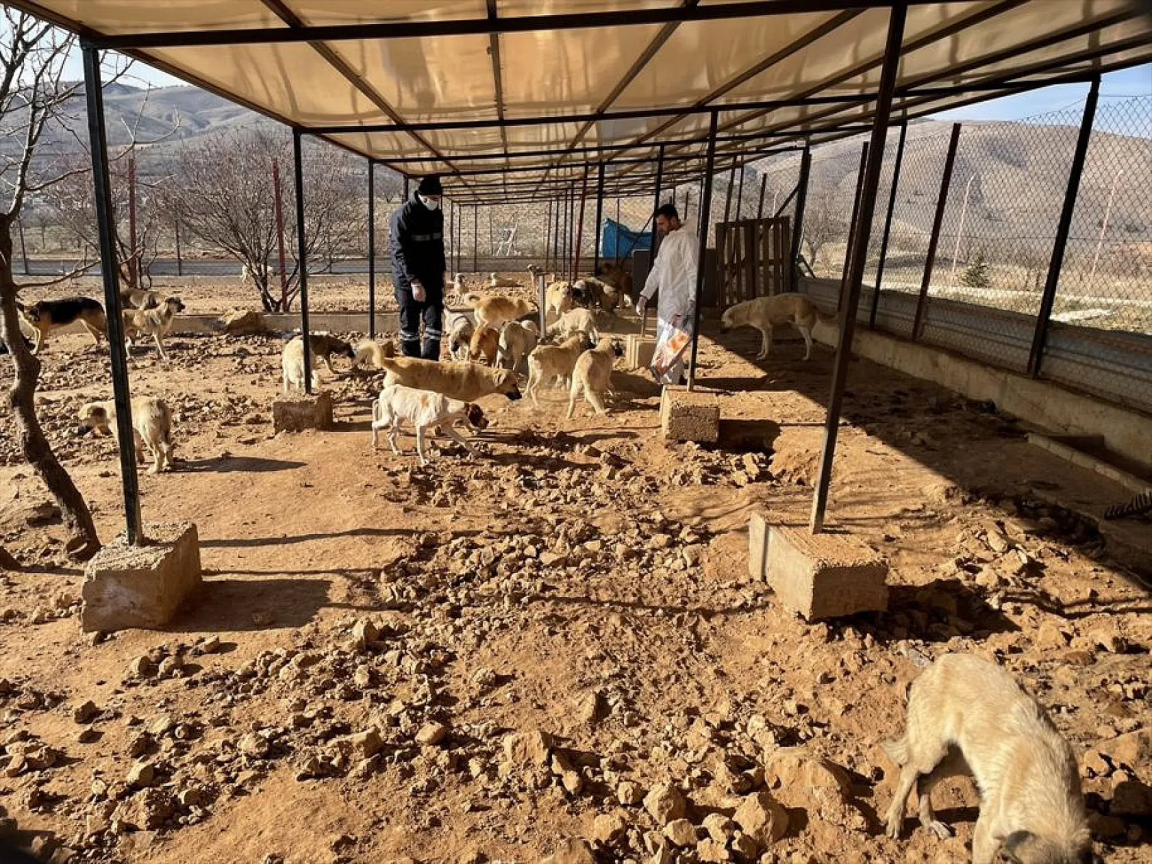 Atıl arazi 'can dostlar'ın barınağı oldu