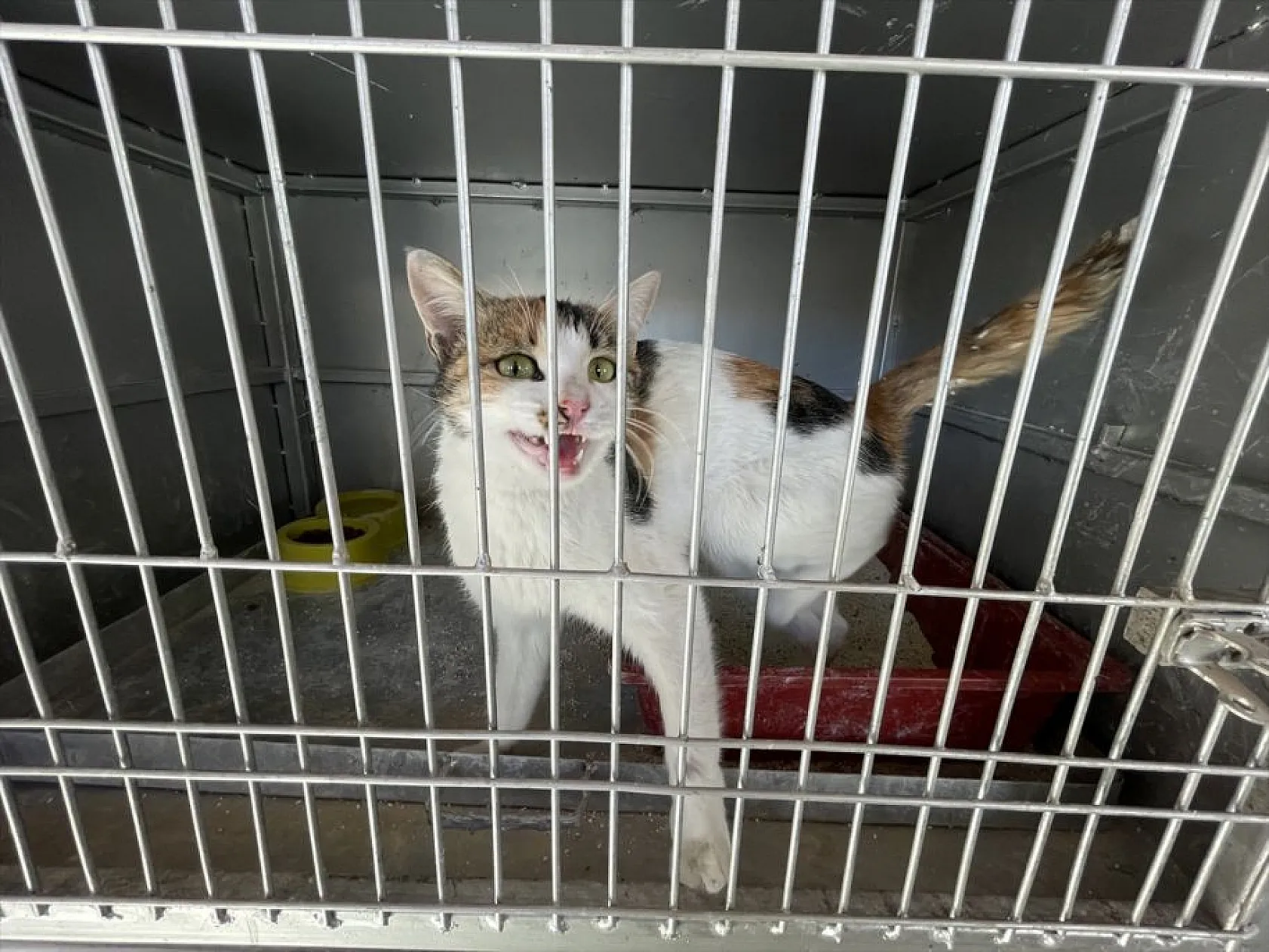 Atıl arazi 'can dostlar'ın barınağı oldu