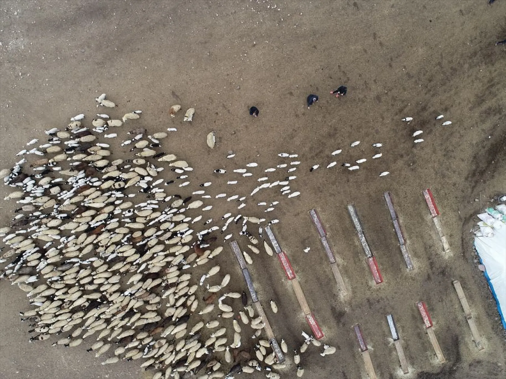 Sonbahar yağışları ile besicilerin yüzü güldü