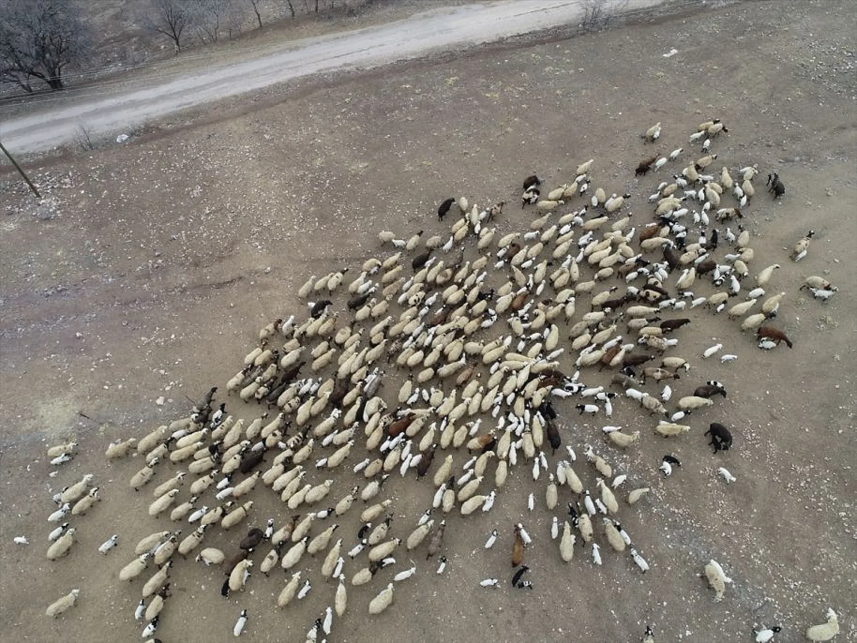 Sonbahar yağışları ile besicilerin yüzü güldü