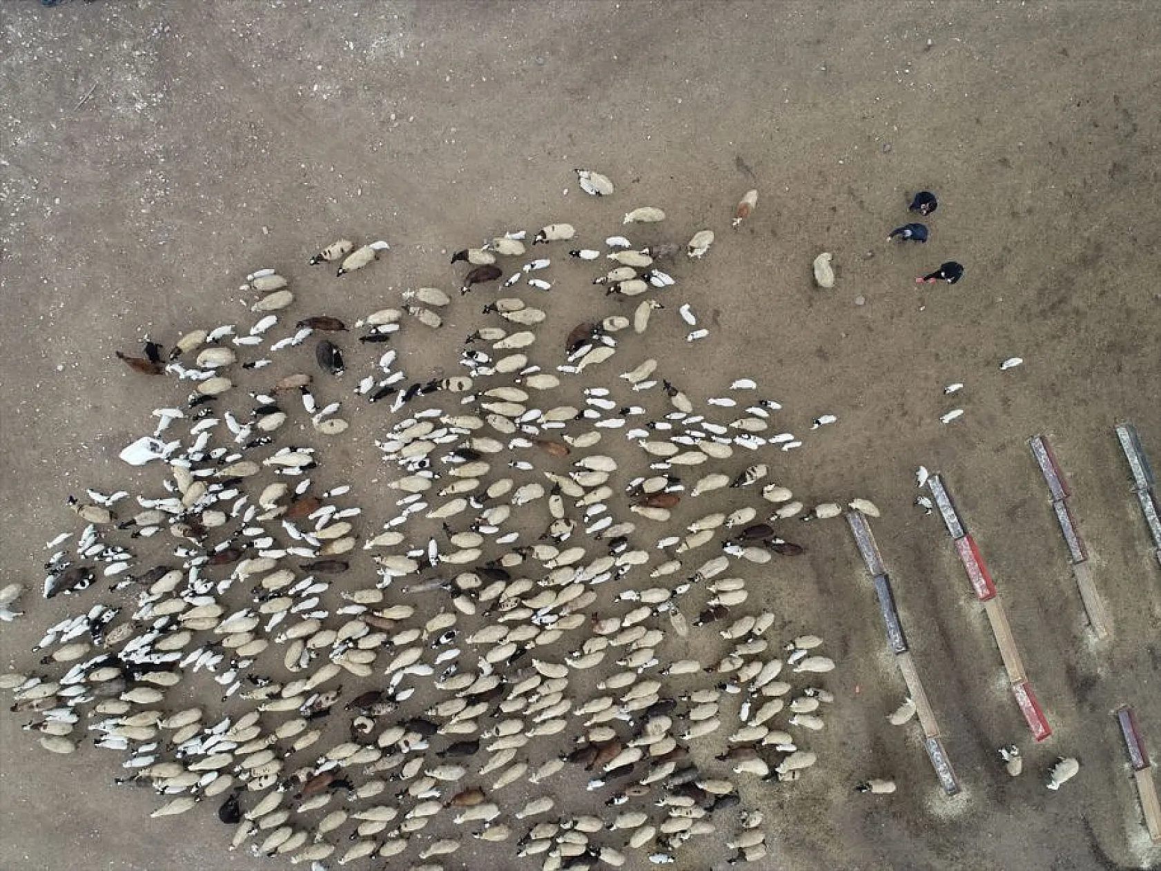 Sonbahar yağışları ile besicilerin yüzü güldü