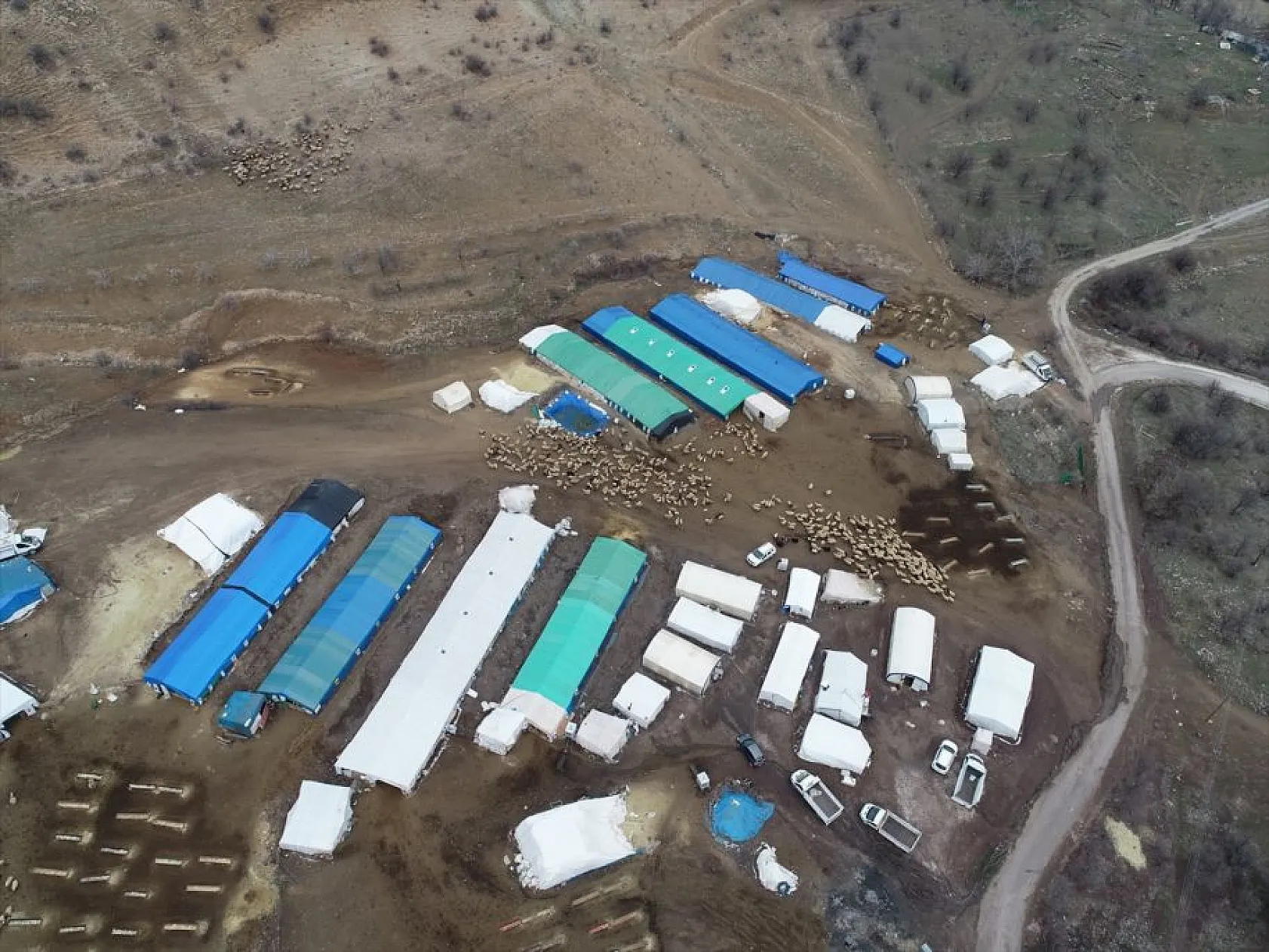 Sonbahar yağışları ile besicilerin yüzü güldü