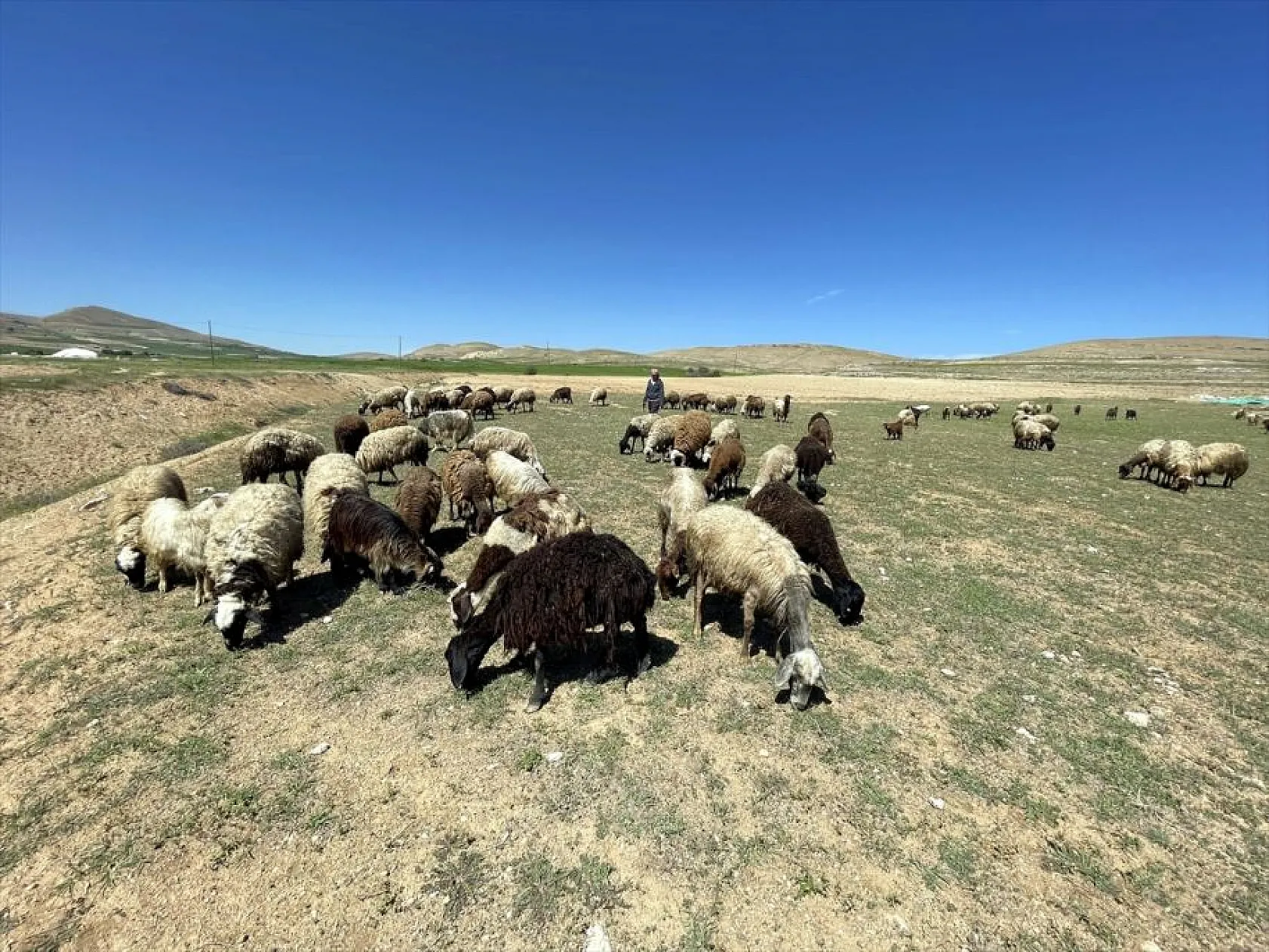 Devlet desteği ile sürü sahibi oldu