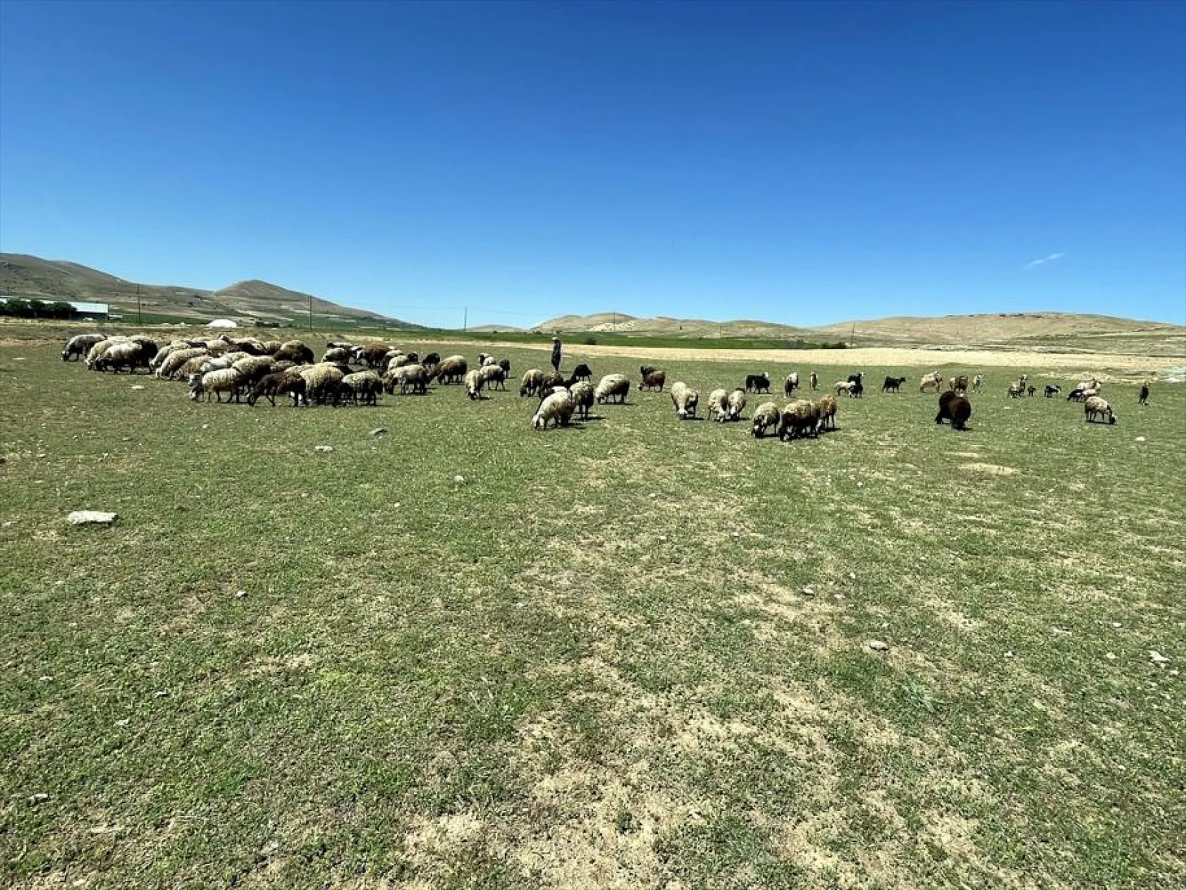 Devlet desteği ile sürü sahibi oldu