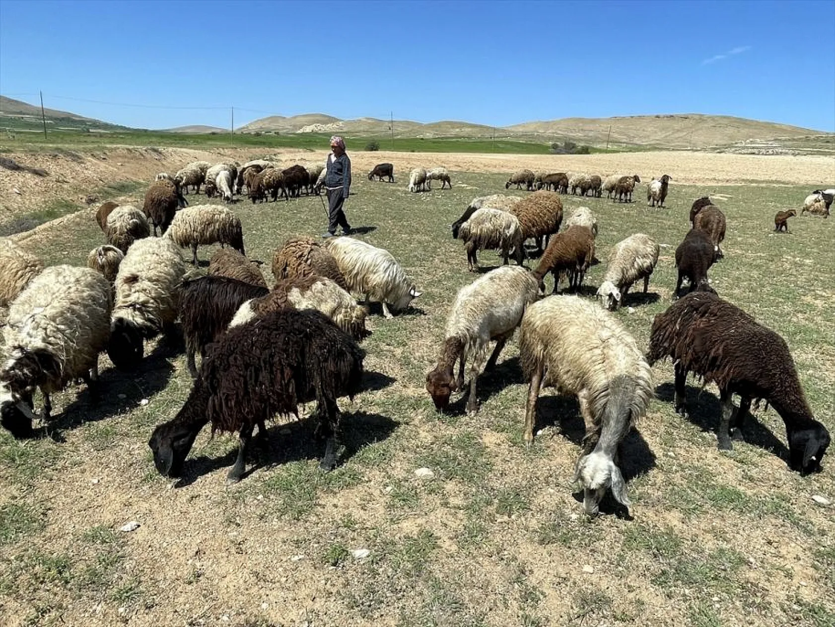 Devlet desteği ile sürü sahibi oldu