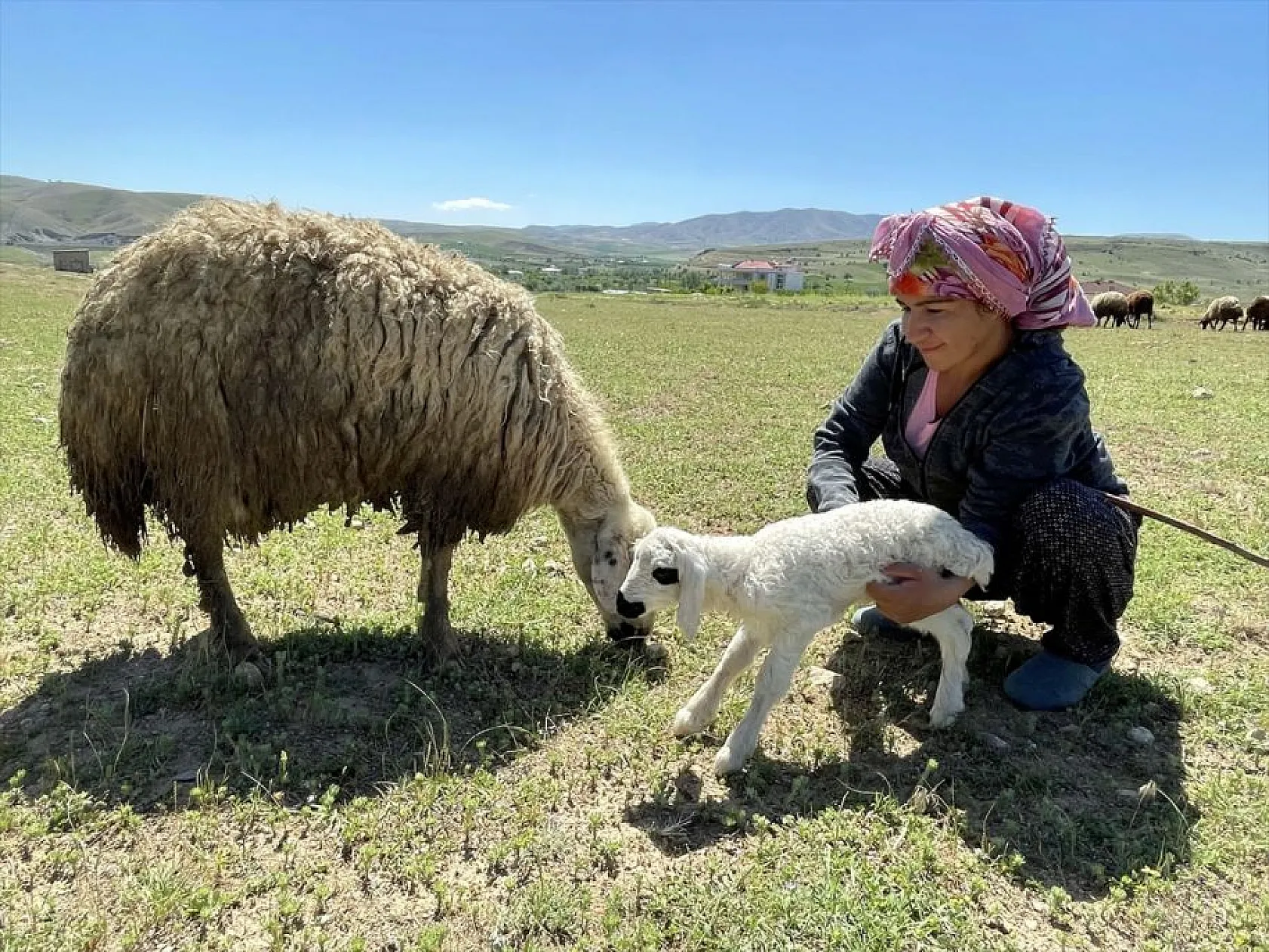 Devlet desteği ile sürü sahibi oldu