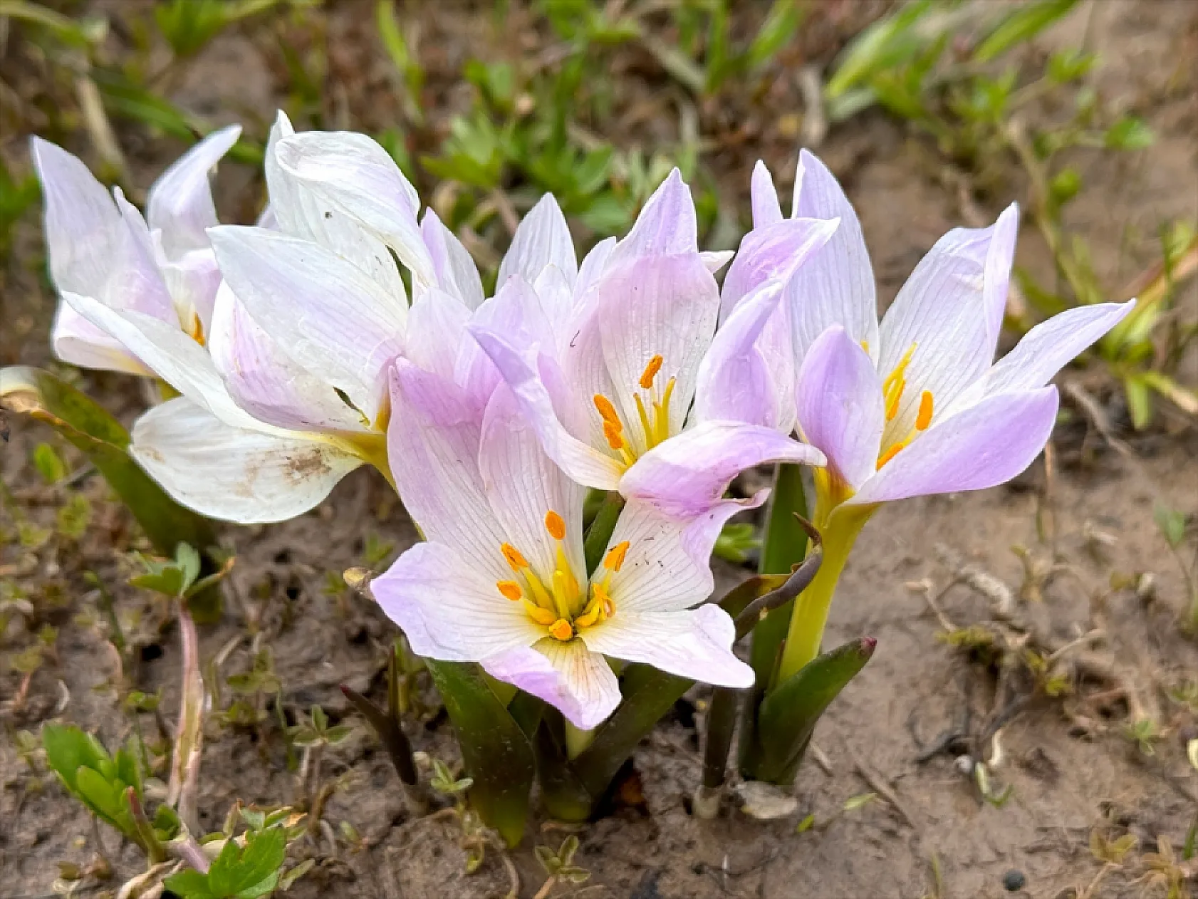 Yüksekova'da çiçek açan çiğdemler doğaya renk kattı