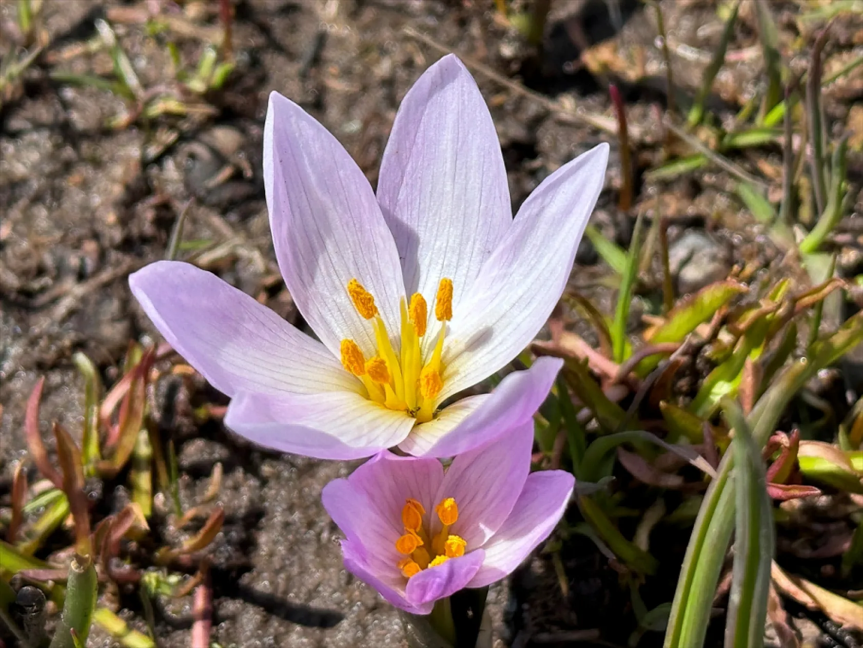 Yüksekova'da çiçek açan çiğdemler doğaya renk kattı