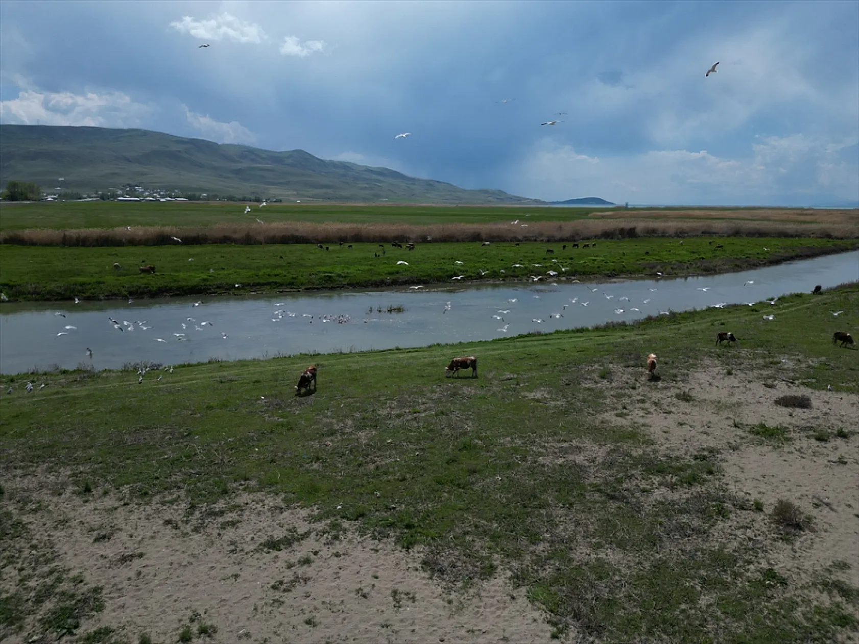 Martıların göç yolculuğundaki inci kefallerini avlama mücadelesi