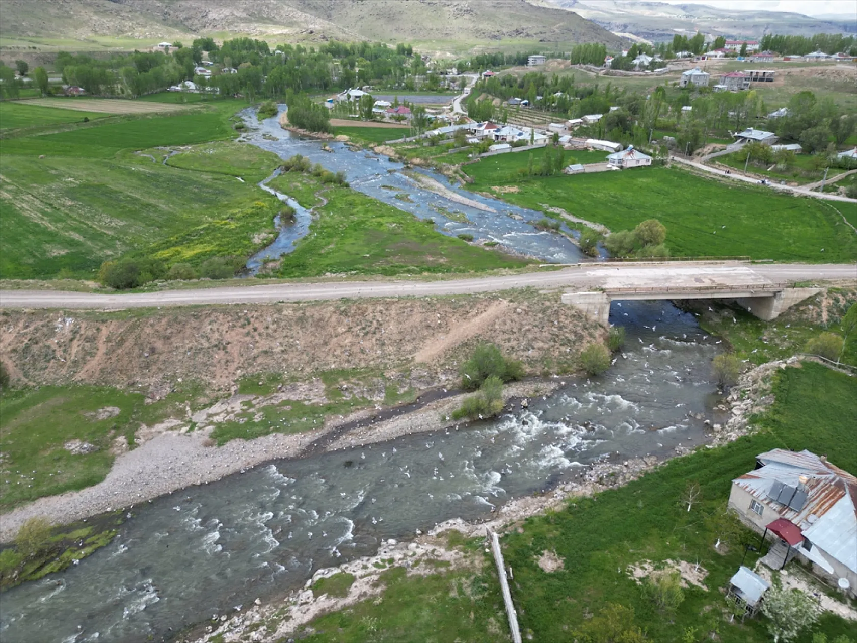 Martıların göç yolculuğundaki inci kefallerini avlama mücadelesi