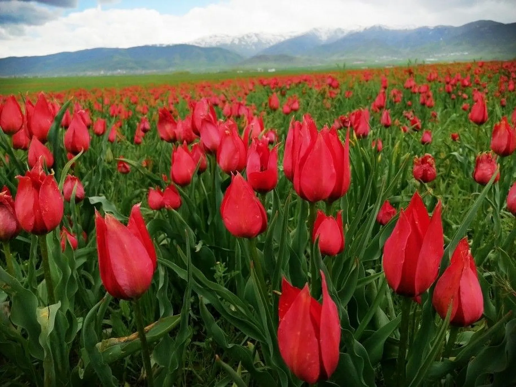 Muş lalelerinin eşsiz manzarası...