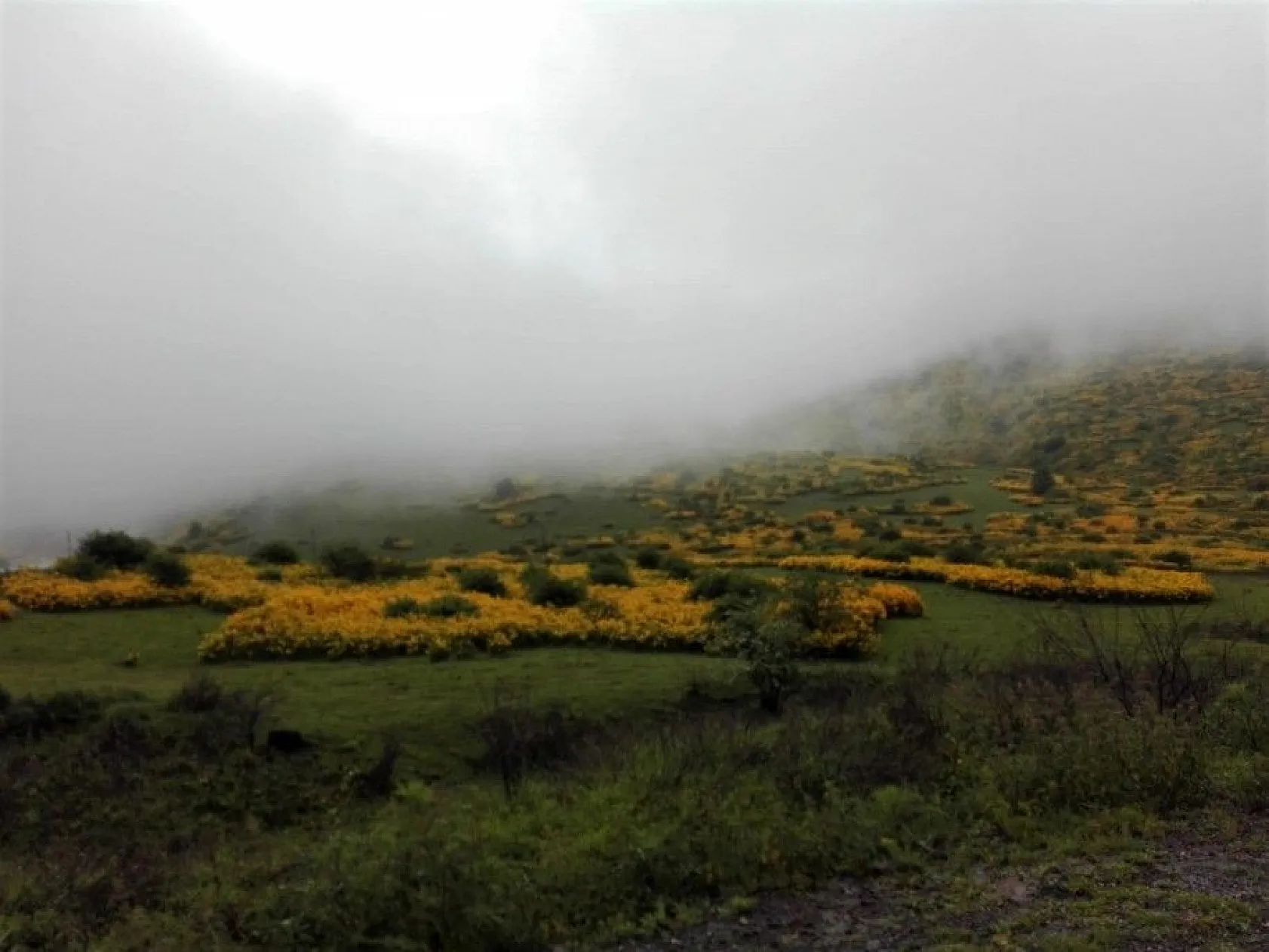 Ordu'nun yaylalarında kartpostallık görüntüler