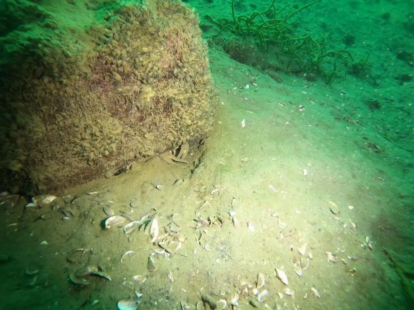 Yarımada olan Elazığ, dalış tutuklarının dikkatini çekiyor