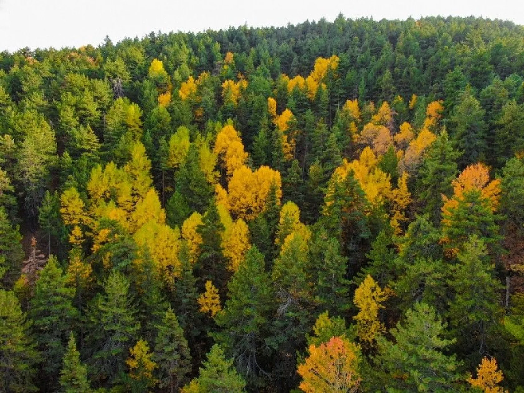 Ankara'da eşsiz sonbahar manzarası
