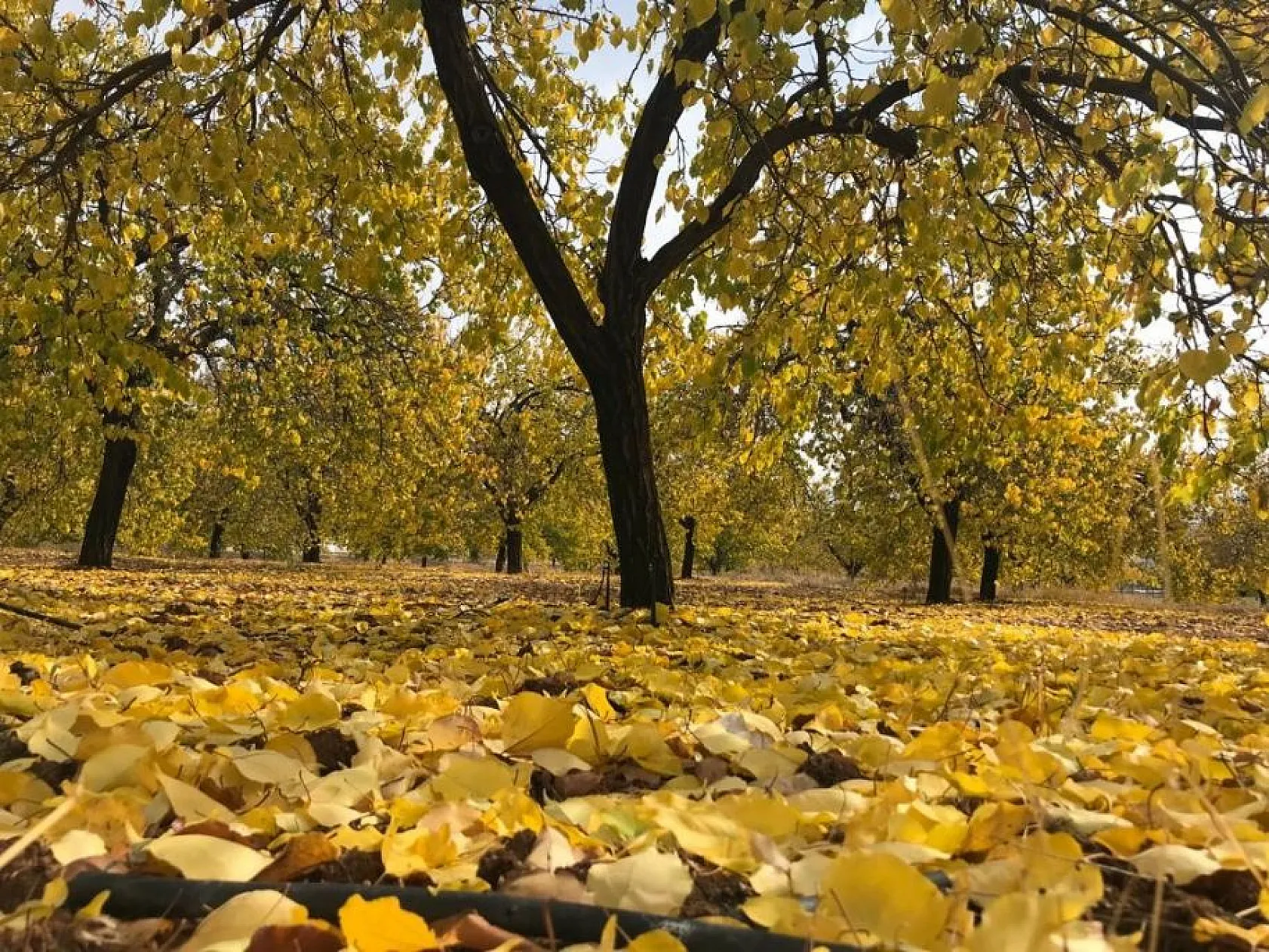 Kayısı bahçeleri sonbahar renklerine büründü