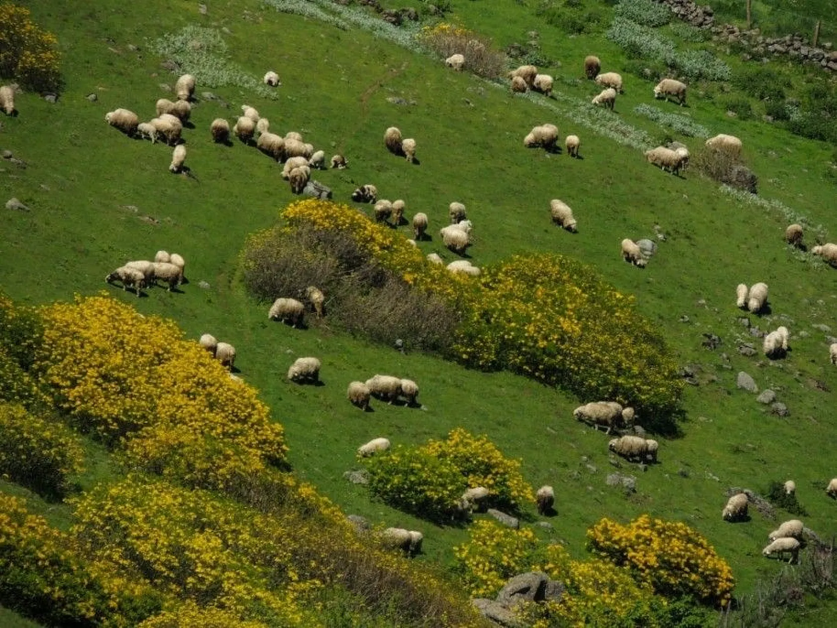 Karadeniz yaylalarından kartpostallık görüntüler