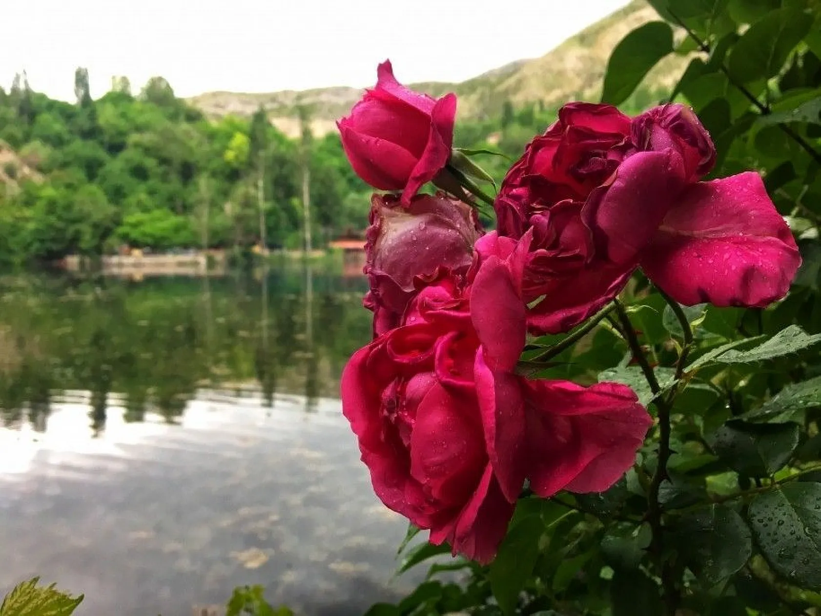 Doğa harikası 'Yedigöller' eşsiz manzarasıyla göz kamaştırıyor