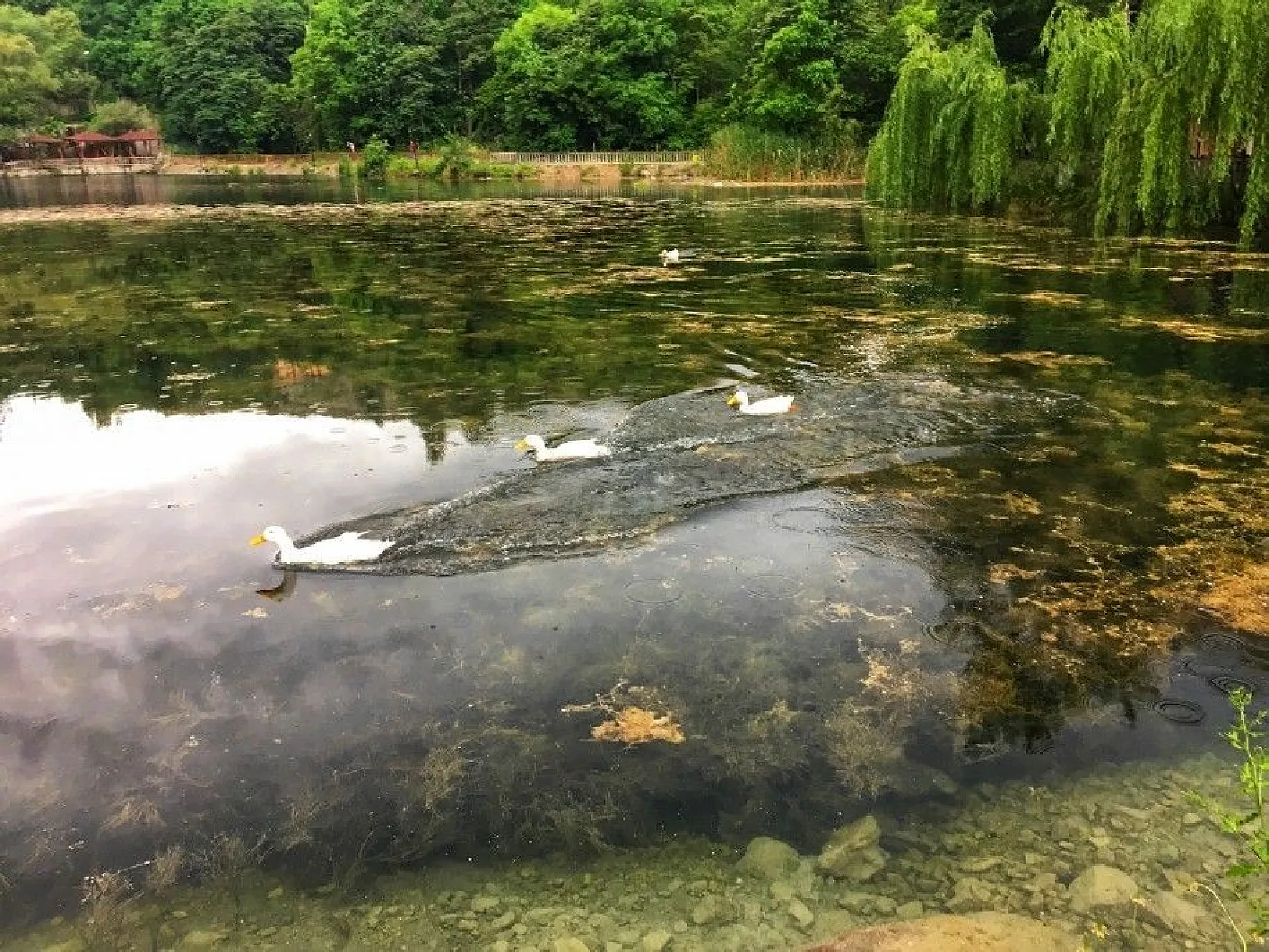 Doğa harikası 'Yedigöller' eşsiz manzarasıyla göz kamaştırıyor