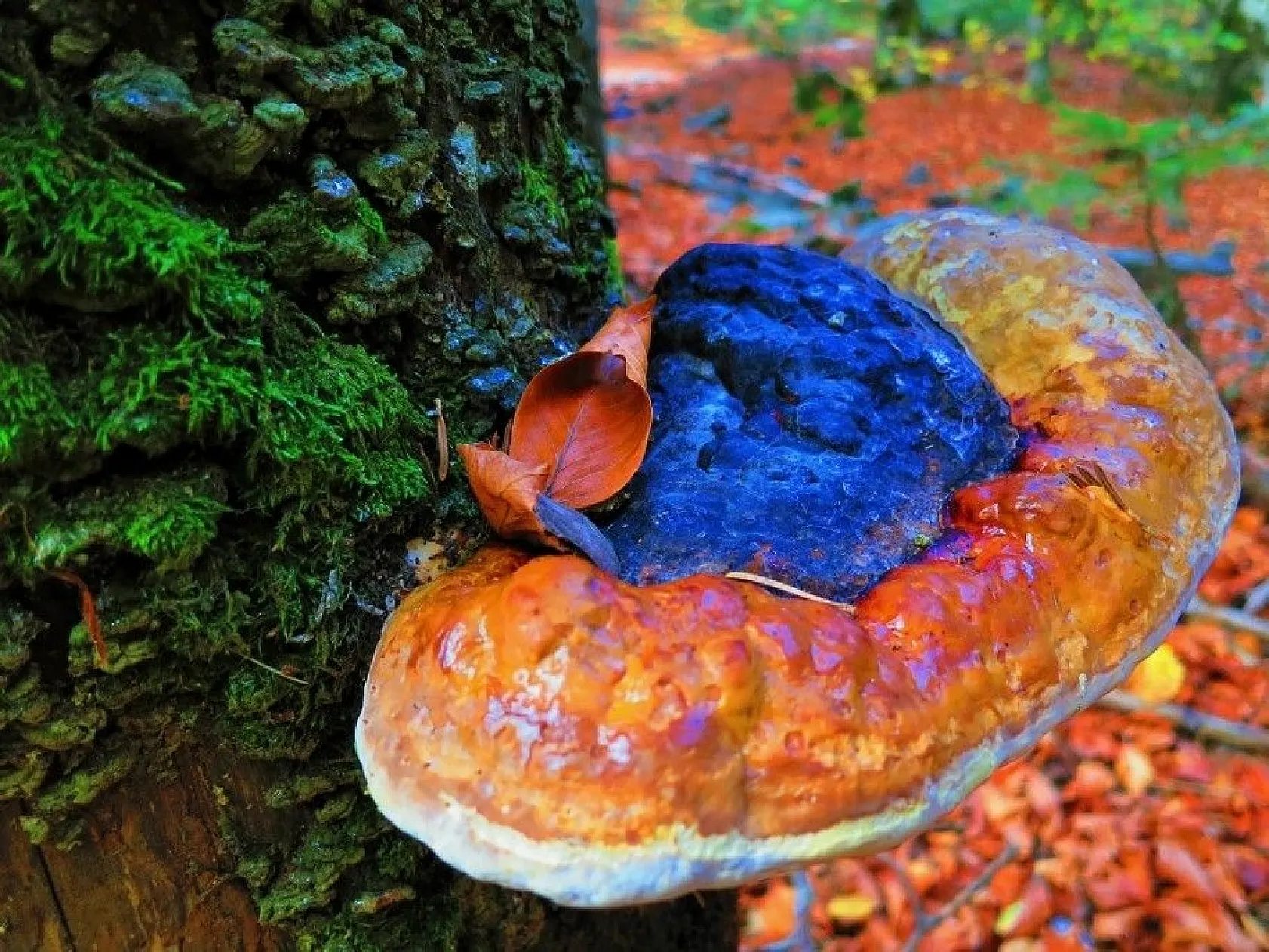 Kazdağları her mevsim başka renk giyiniyor