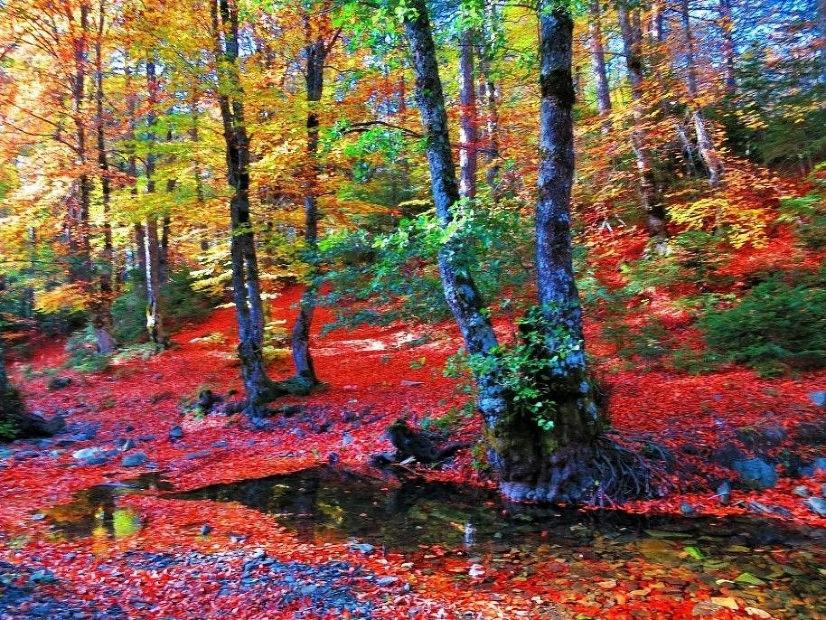 Kazdağları her mevsim başka renk giyiniyor
