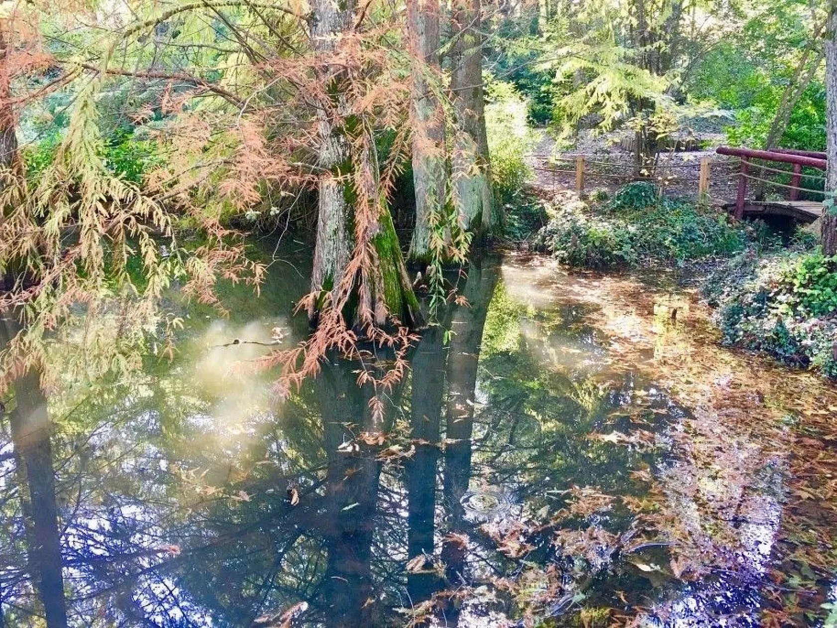 Atatürk Arboretumu'nda sonbahar manzaraları havadan görüntülendi