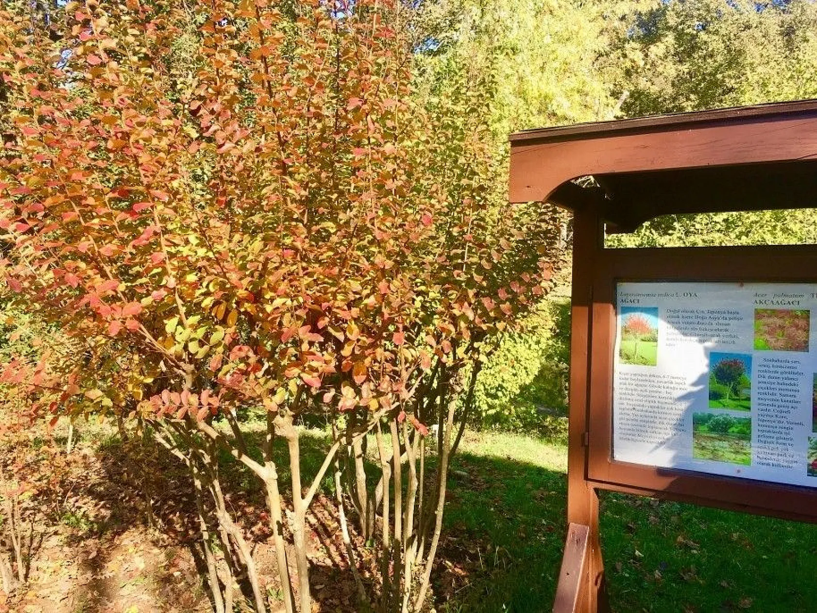 Atatürk Arboretumu'nda sonbahar manzaraları havadan görüntülendi