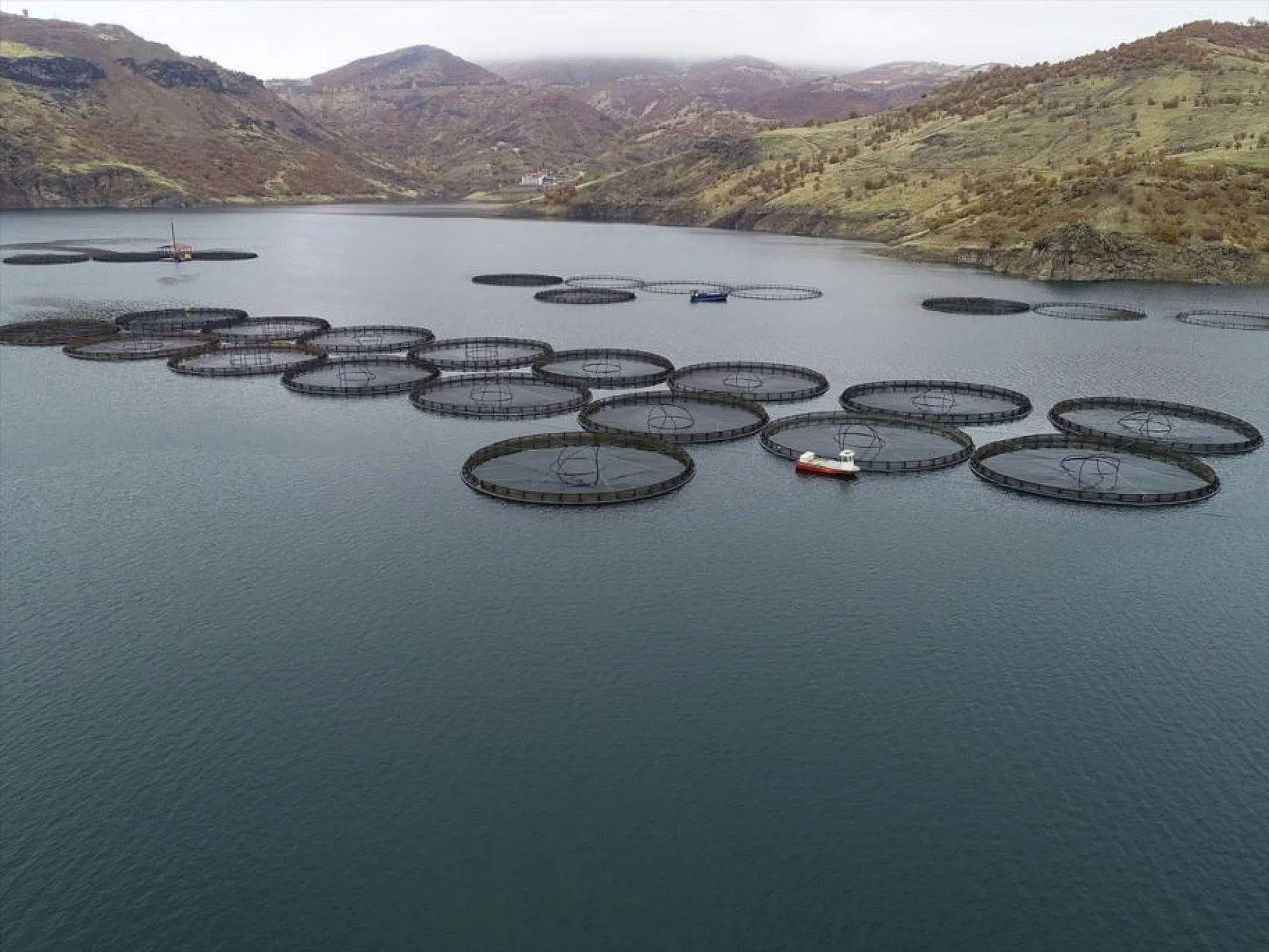 'Türk somonu' 36 ülkeye ihraç ediliyor