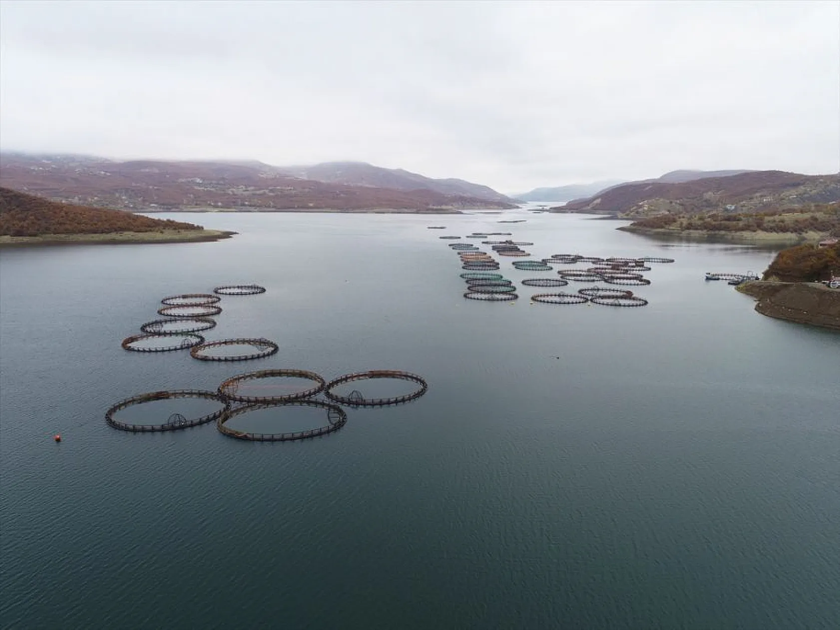 'Türk somonu' 36 ülkeye ihraç ediliyor