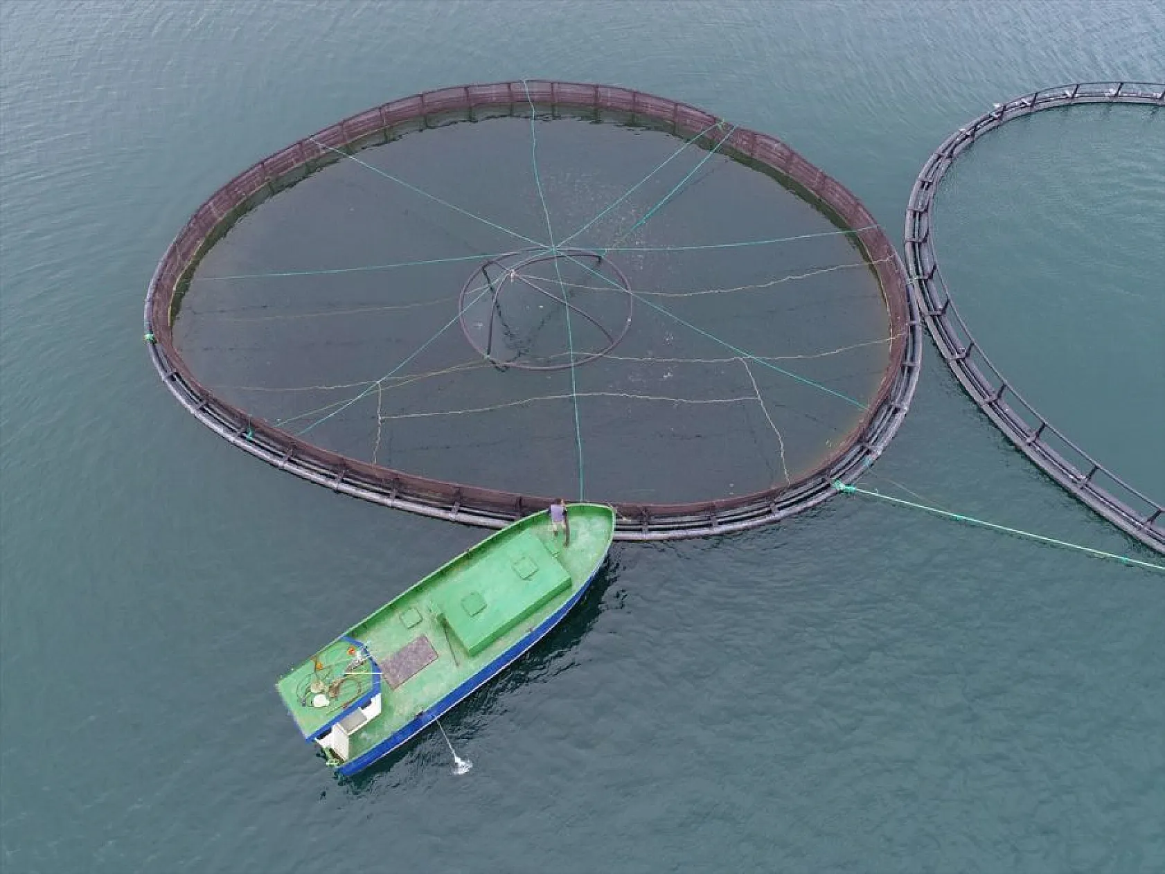 'Türk somonu' 36 ülkeye ihraç ediliyor