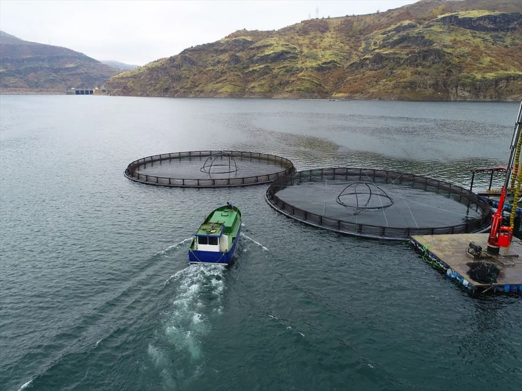 'Türk somonu' 36 ülkeye ihraç ediliyor