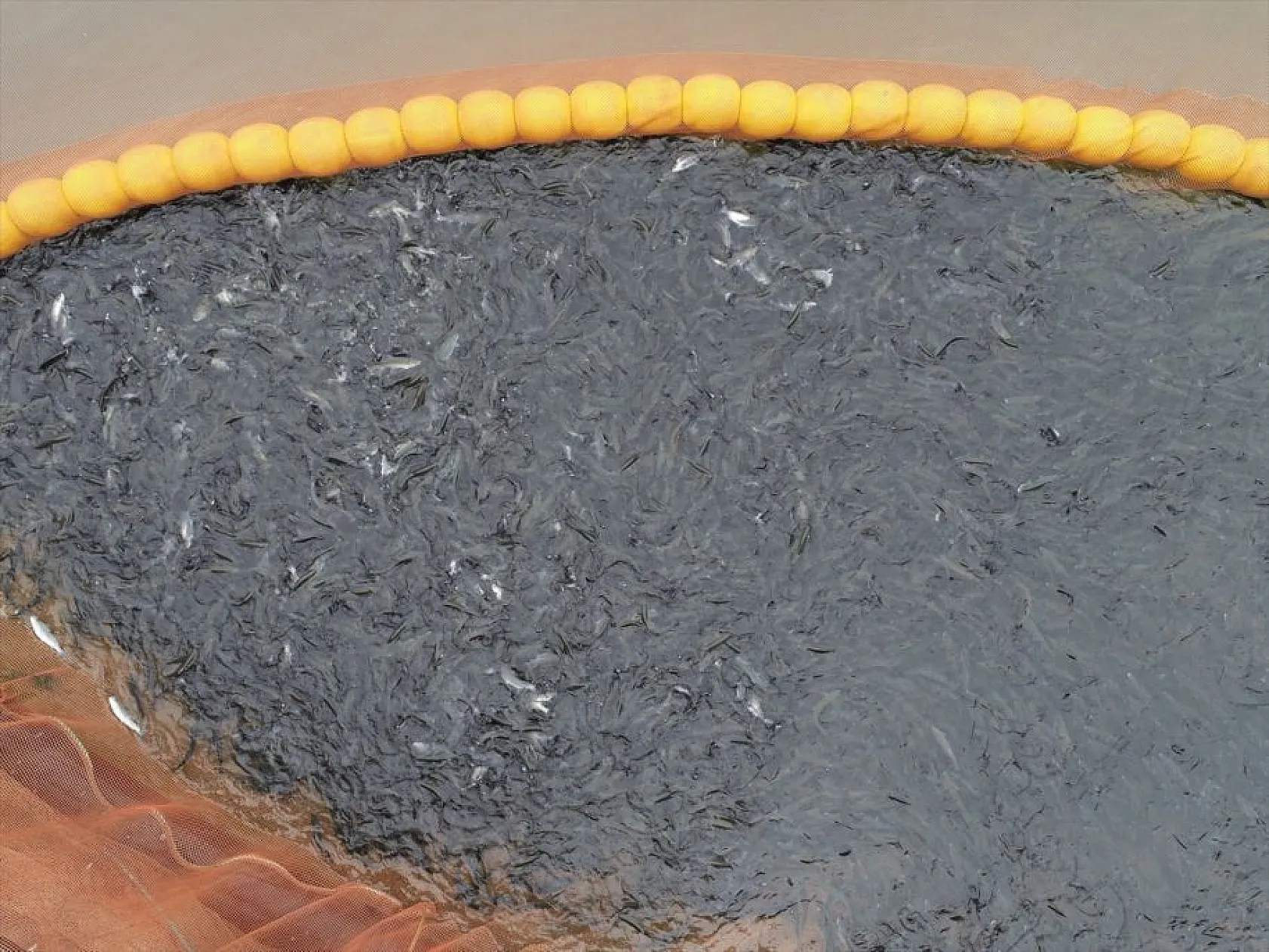 'Türk somonu' 36 ülkeye ihraç ediliyor