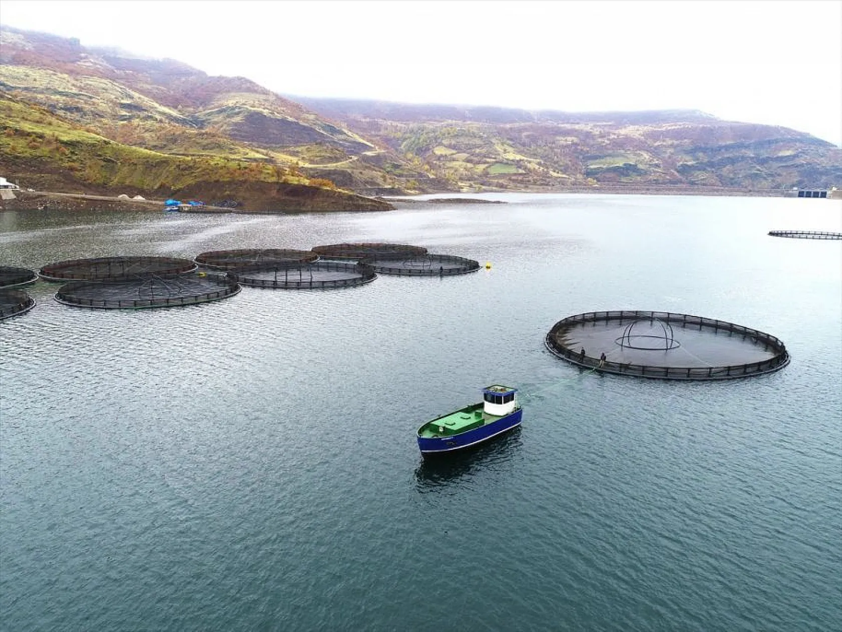 'Türk somonu' 36 ülkeye ihraç ediliyor