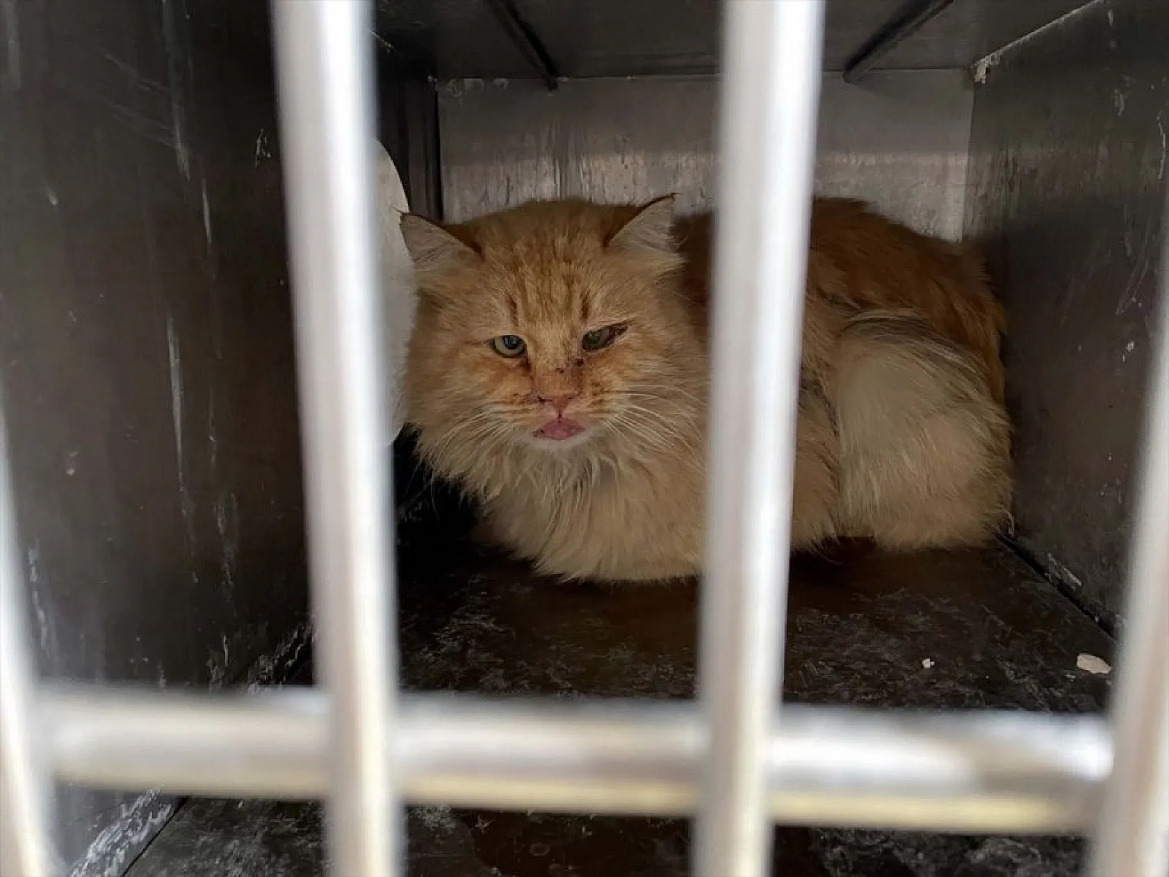 Depremzede hayvanlar Elazığ'da tedavi ediliyor