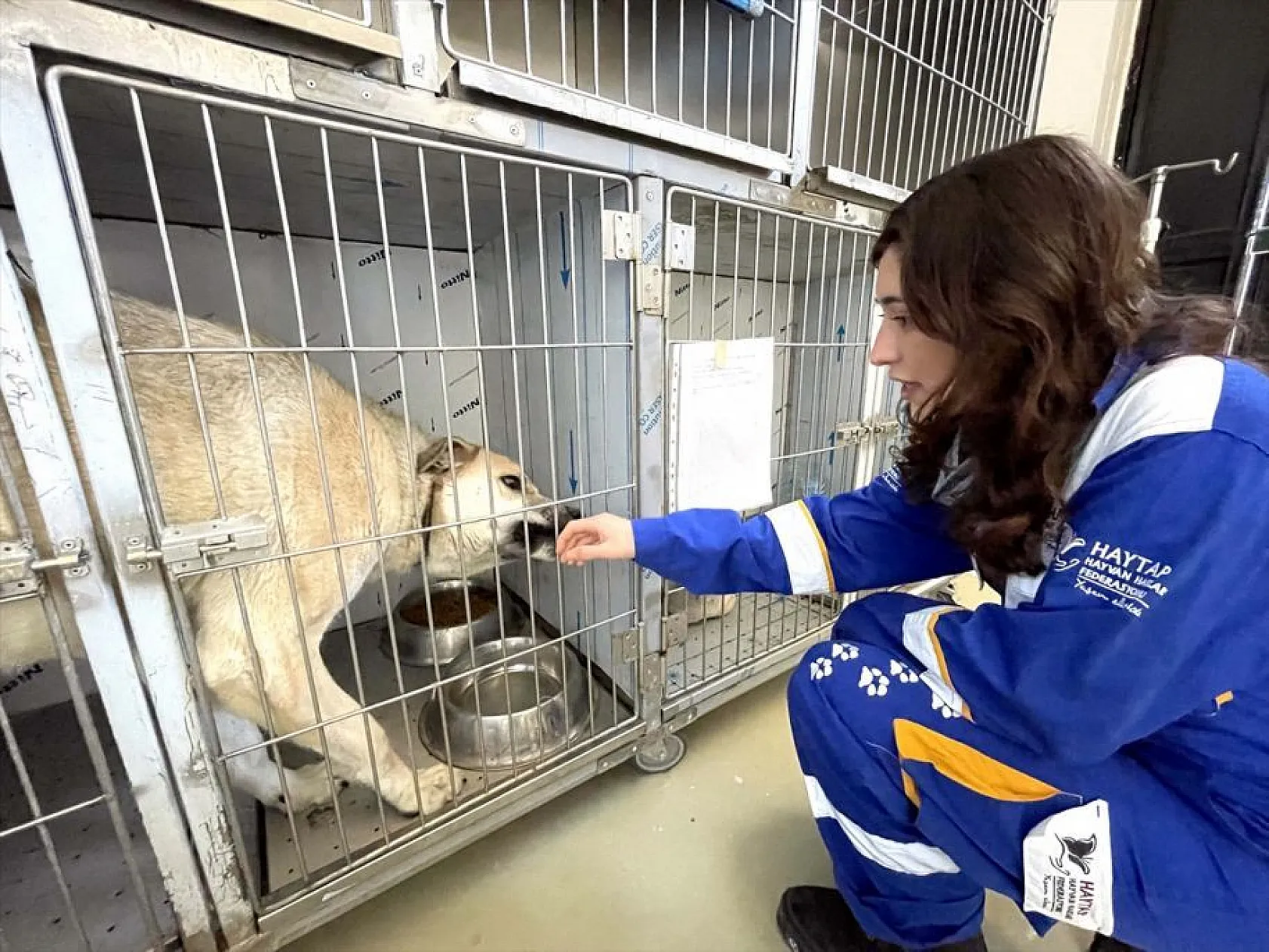 Depremzede hayvanlar Elazığ'da tedavi ediliyor