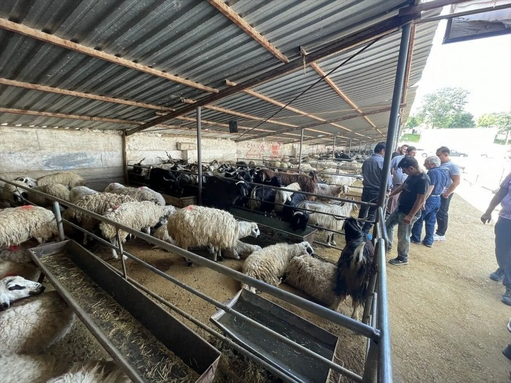 Kurbanlıklar hayvan pazarında satışa çıktı