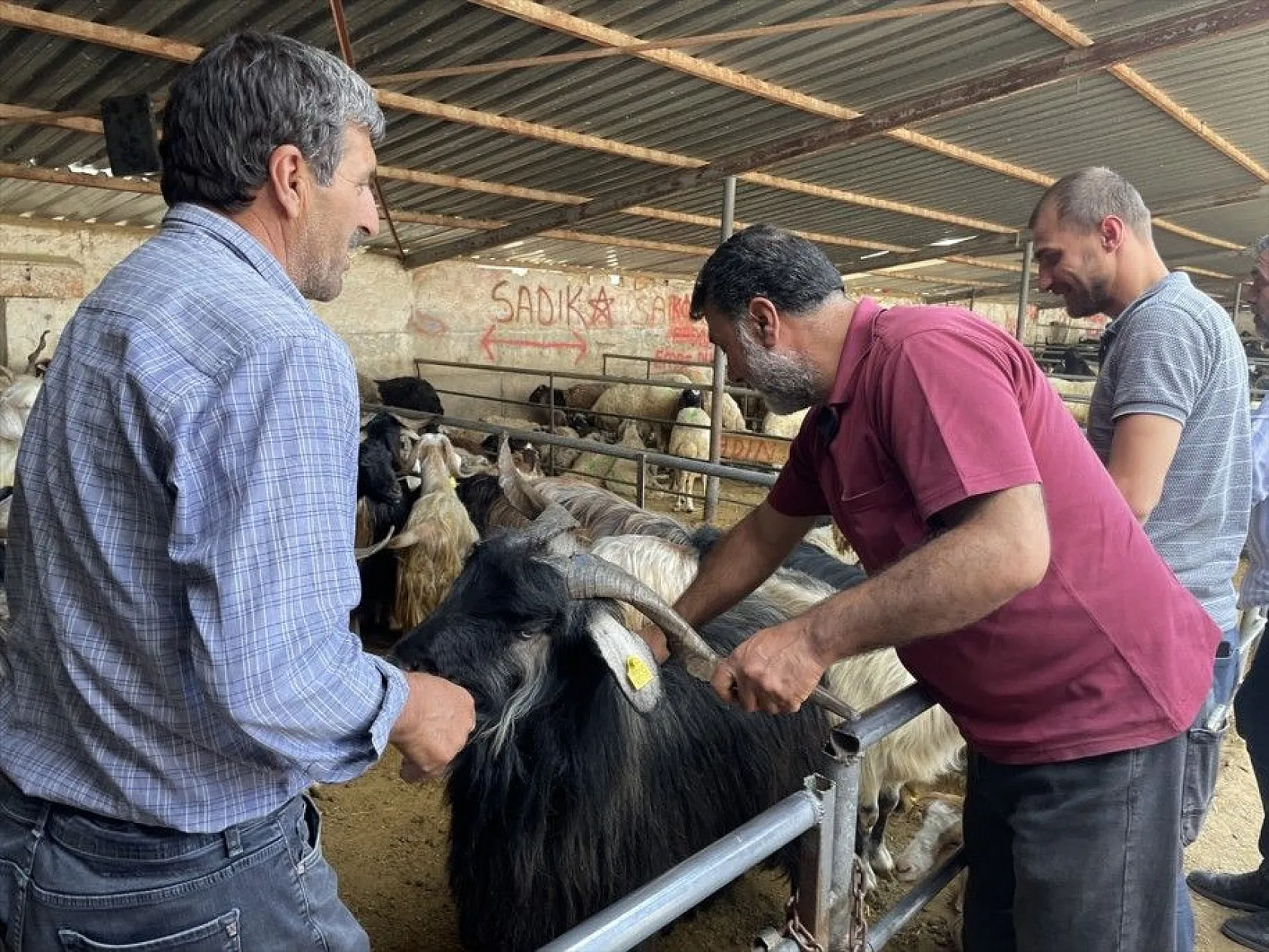 Kurbanlıklar hayvan pazarında satışa çıktı