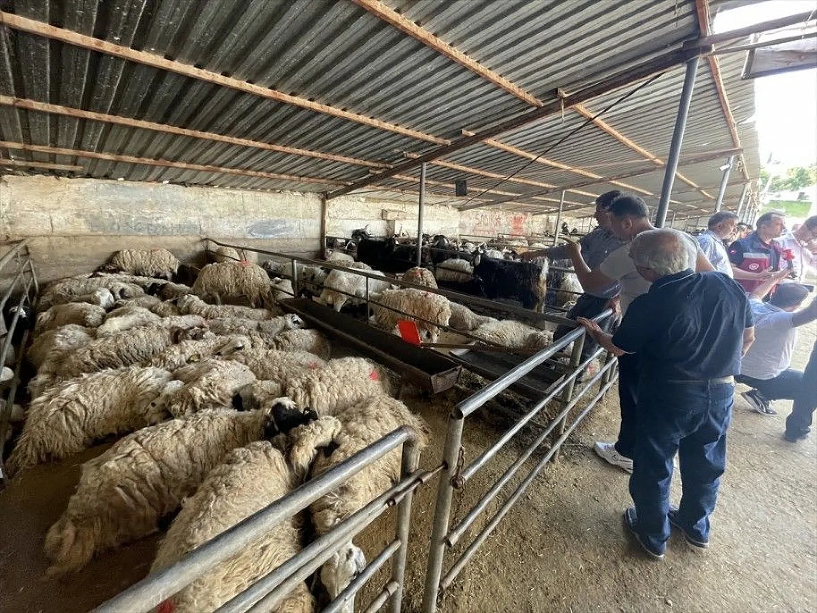 Kurbanlıklar hayvan pazarında satışa çıktı