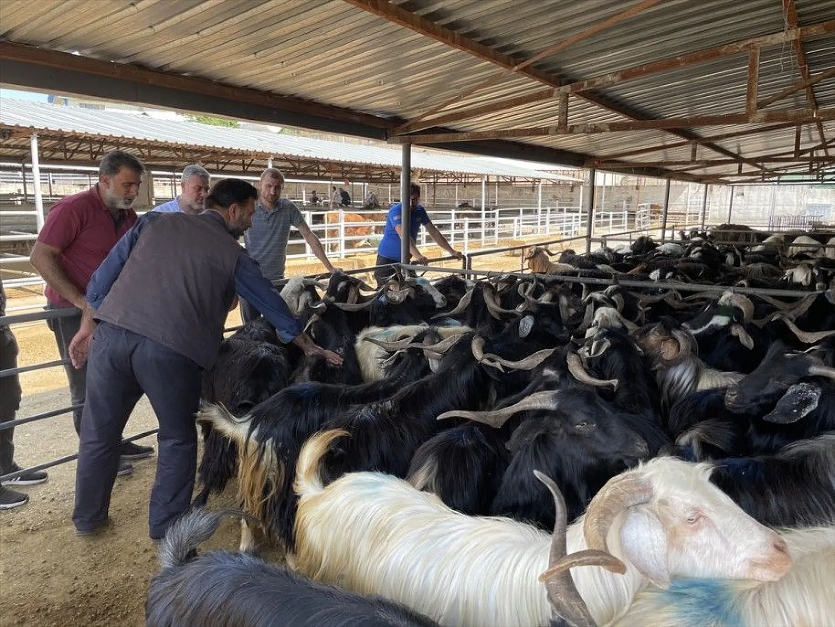 Kurbanlıklar hayvan pazarında satışa çıktı