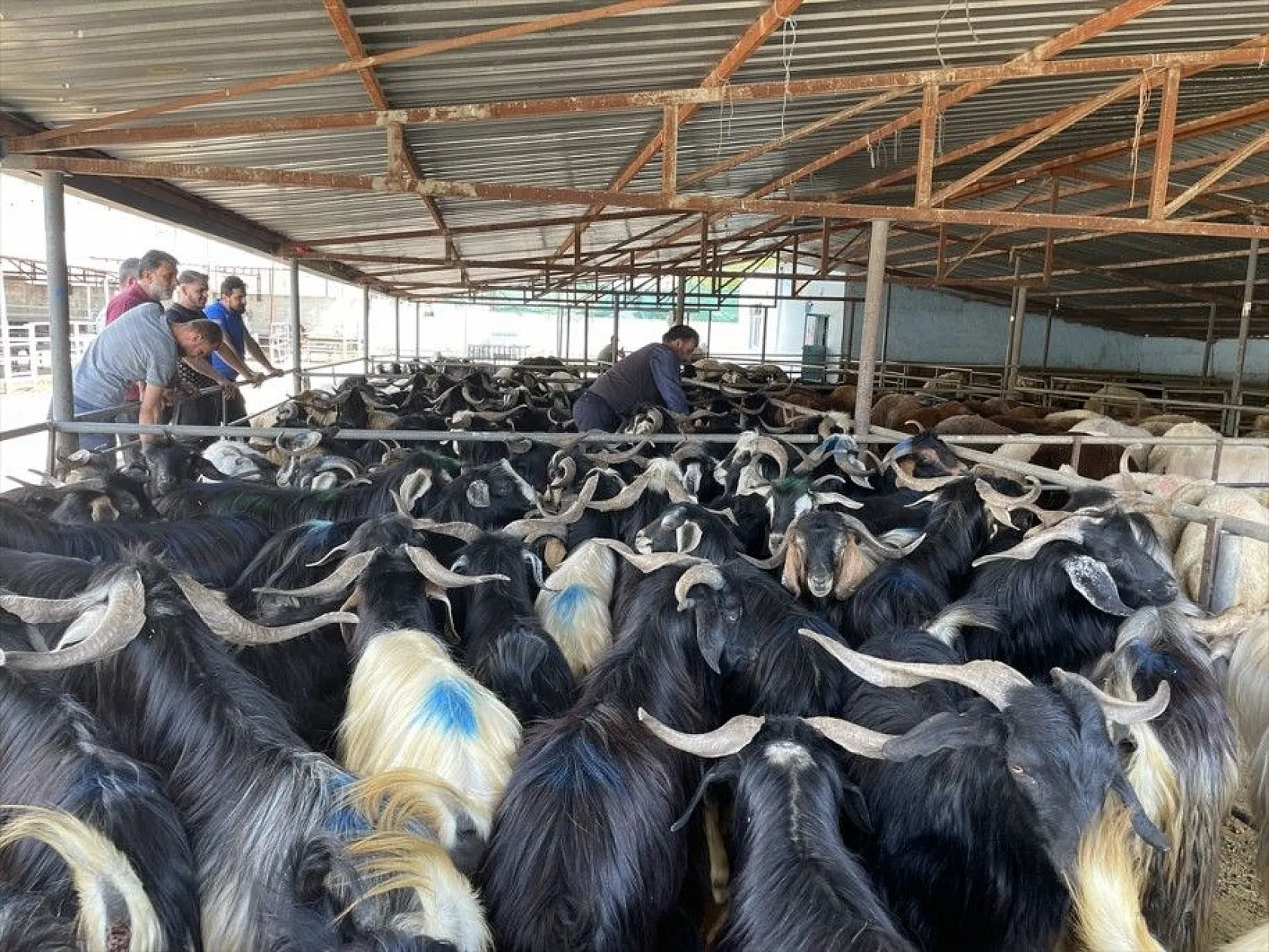 Kurbanlıklar hayvan pazarında satışa çıktı